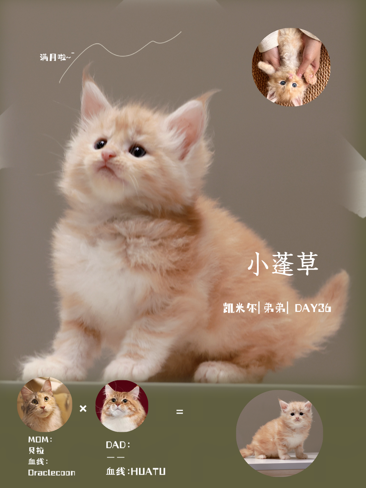 小蓬草