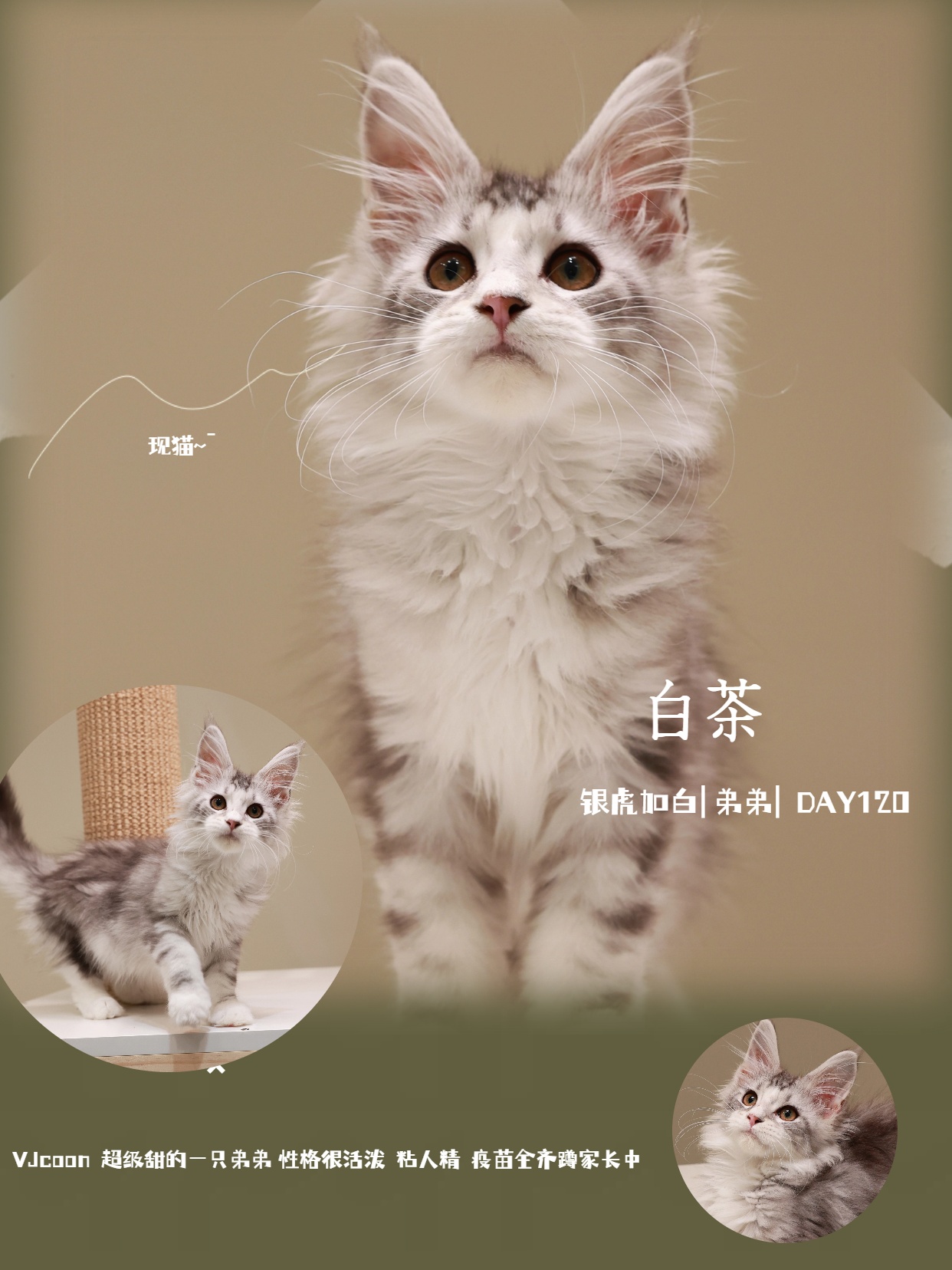 白茶