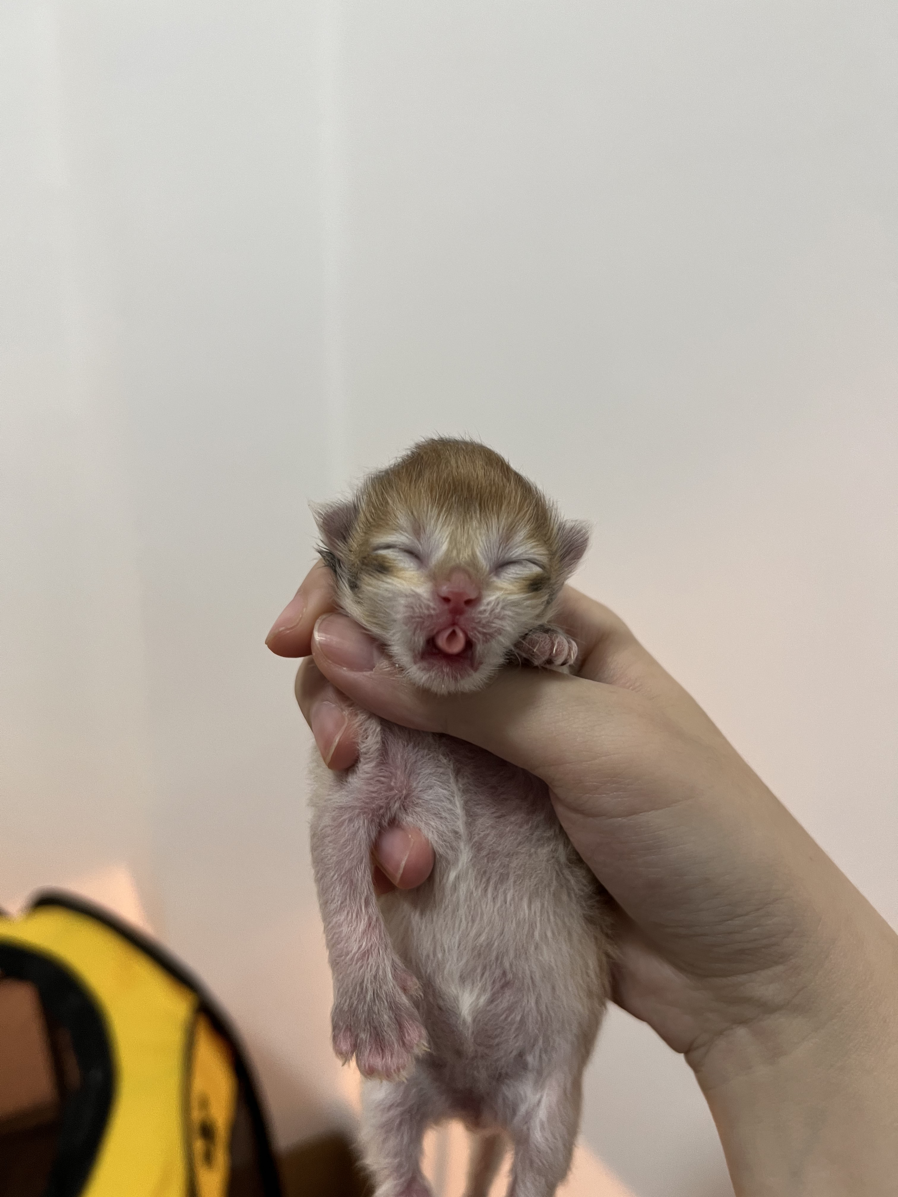 钢老大