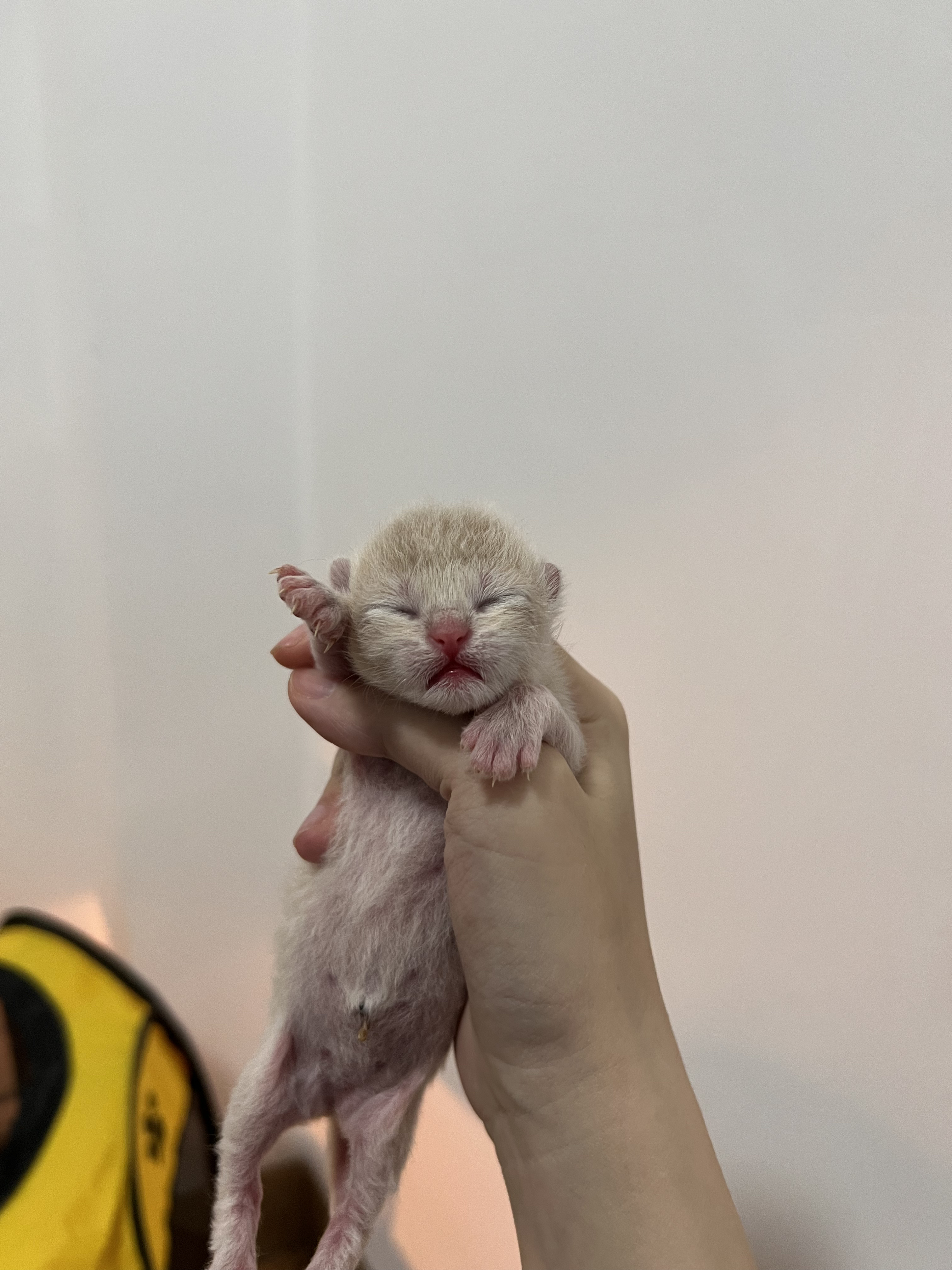 钢老大