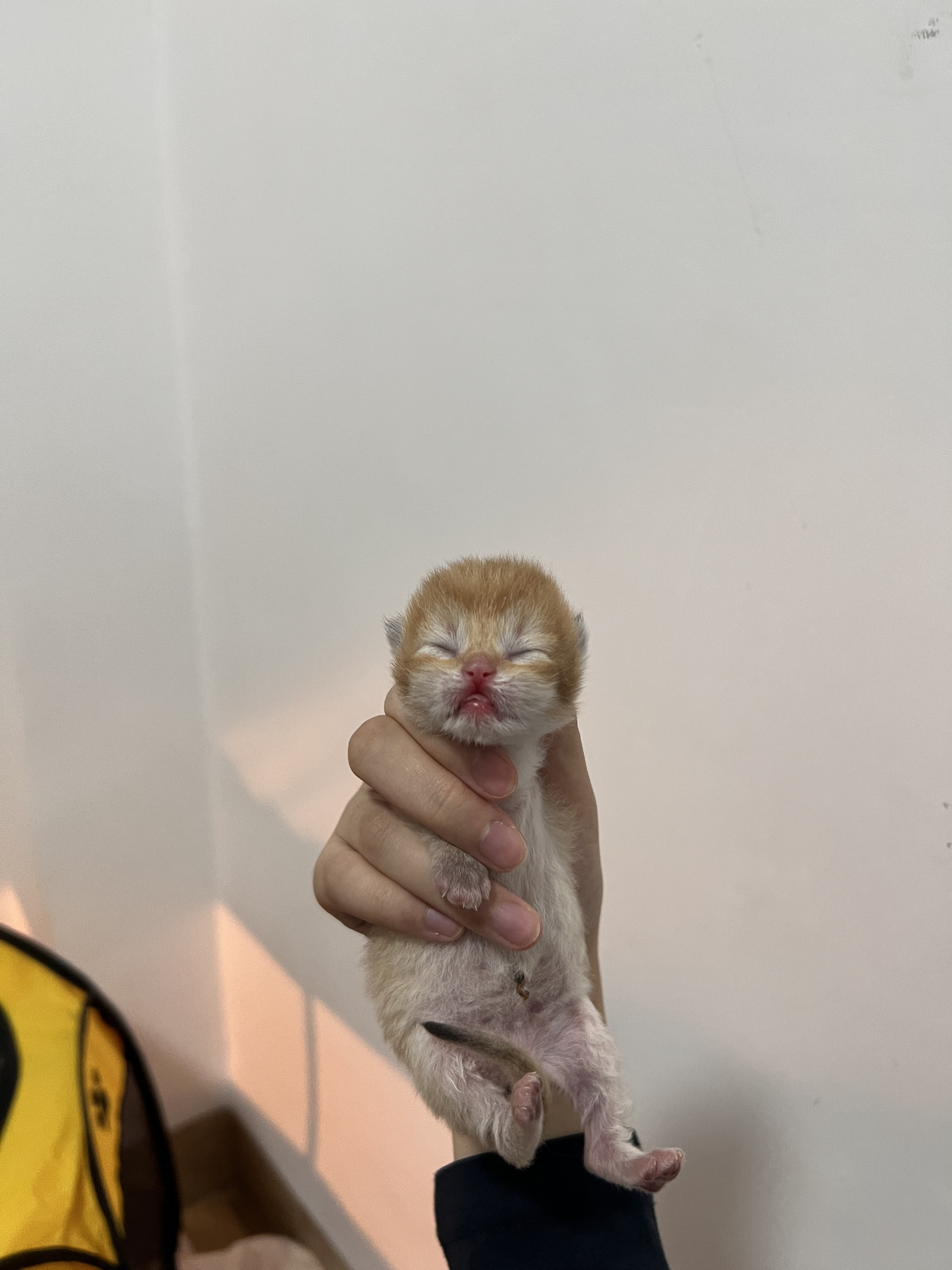 钢老大