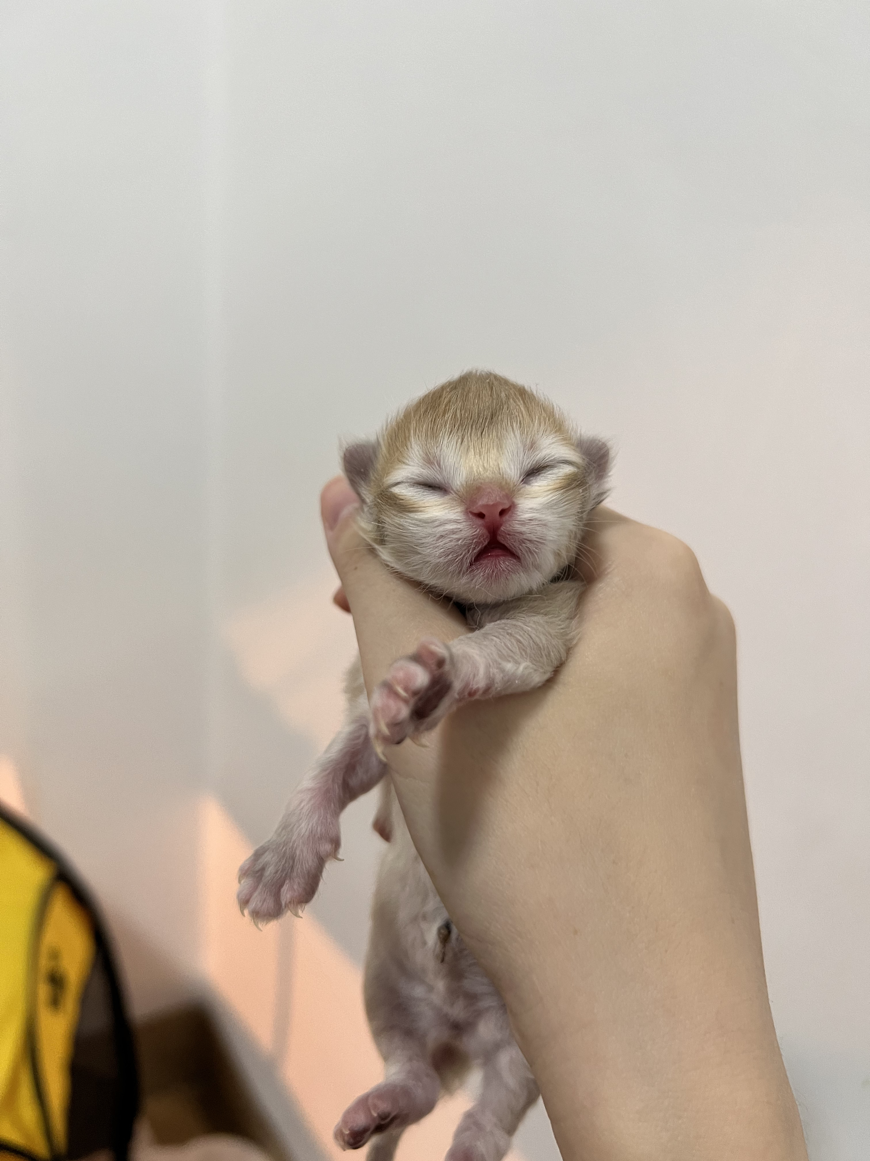 钢老大