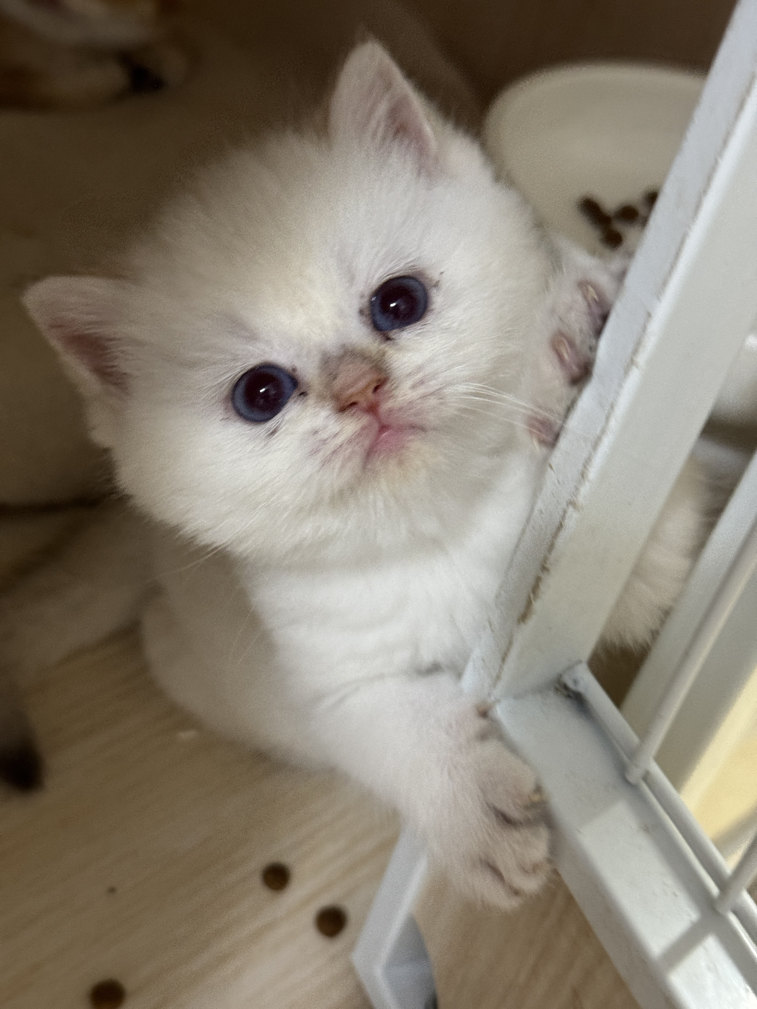 猫癣好影响颜值啊😮‍💨