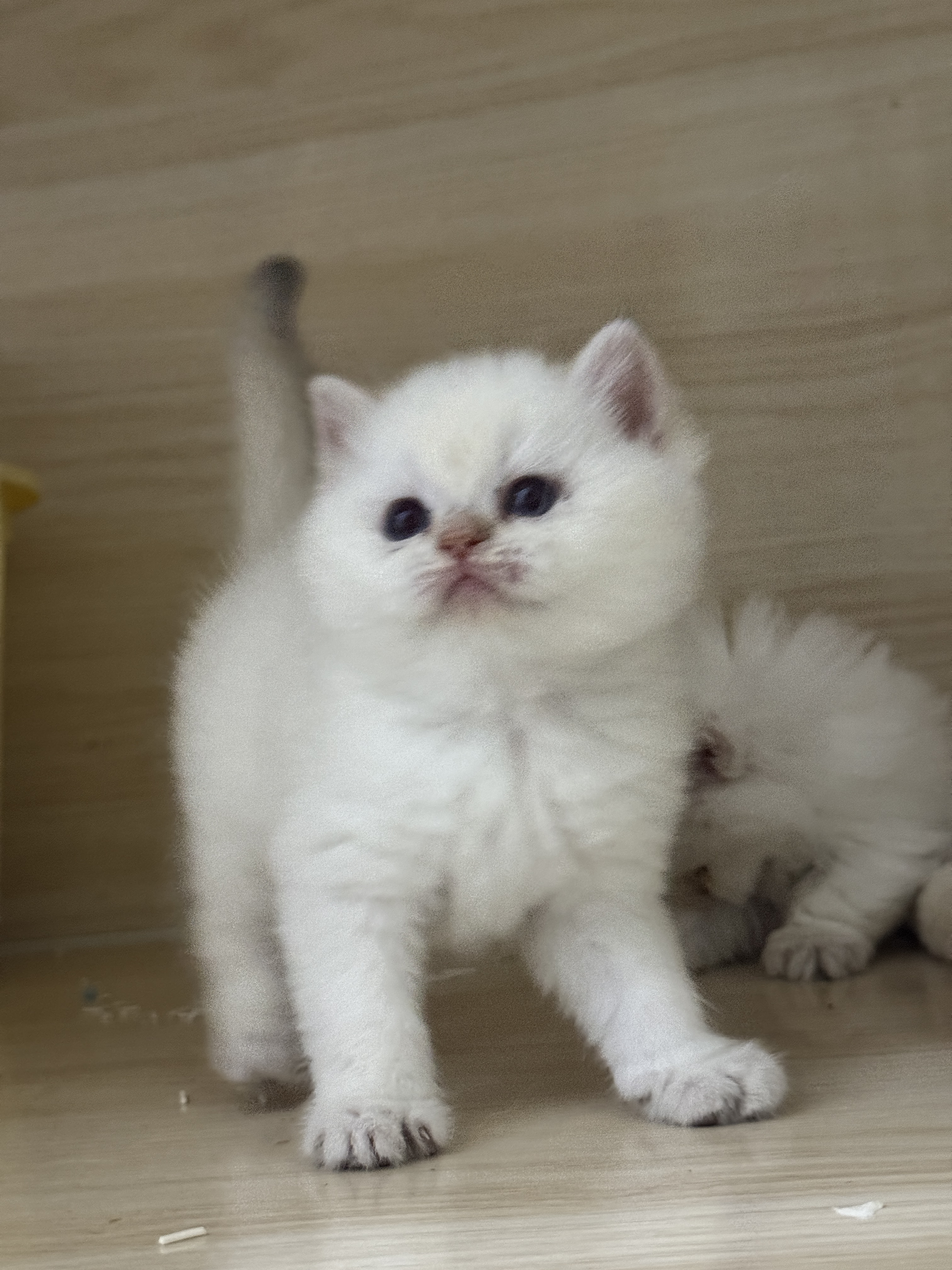 猫癣好影响颜值啊😮‍💨