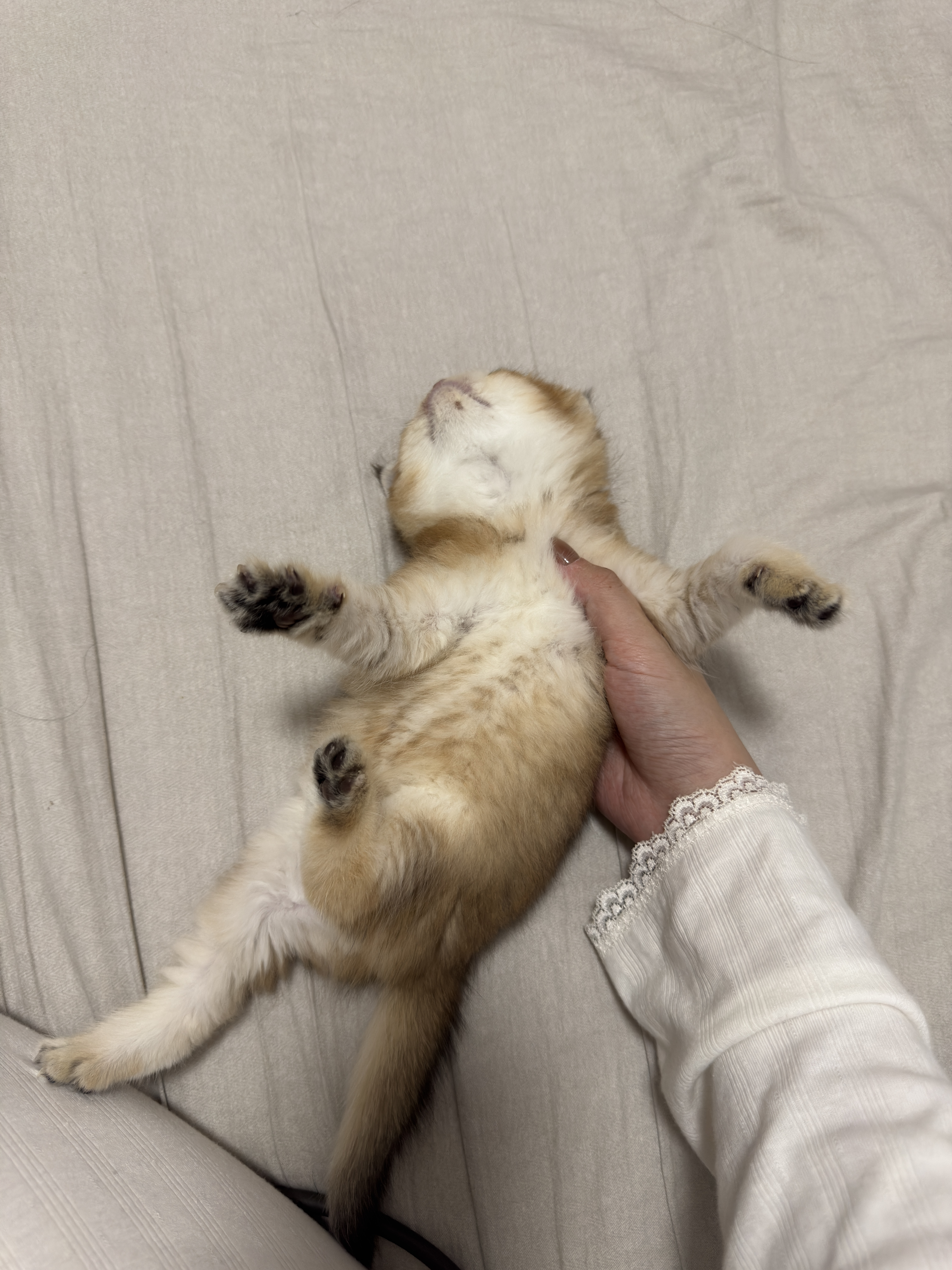 猫癣好影响颜值啊😮‍💨