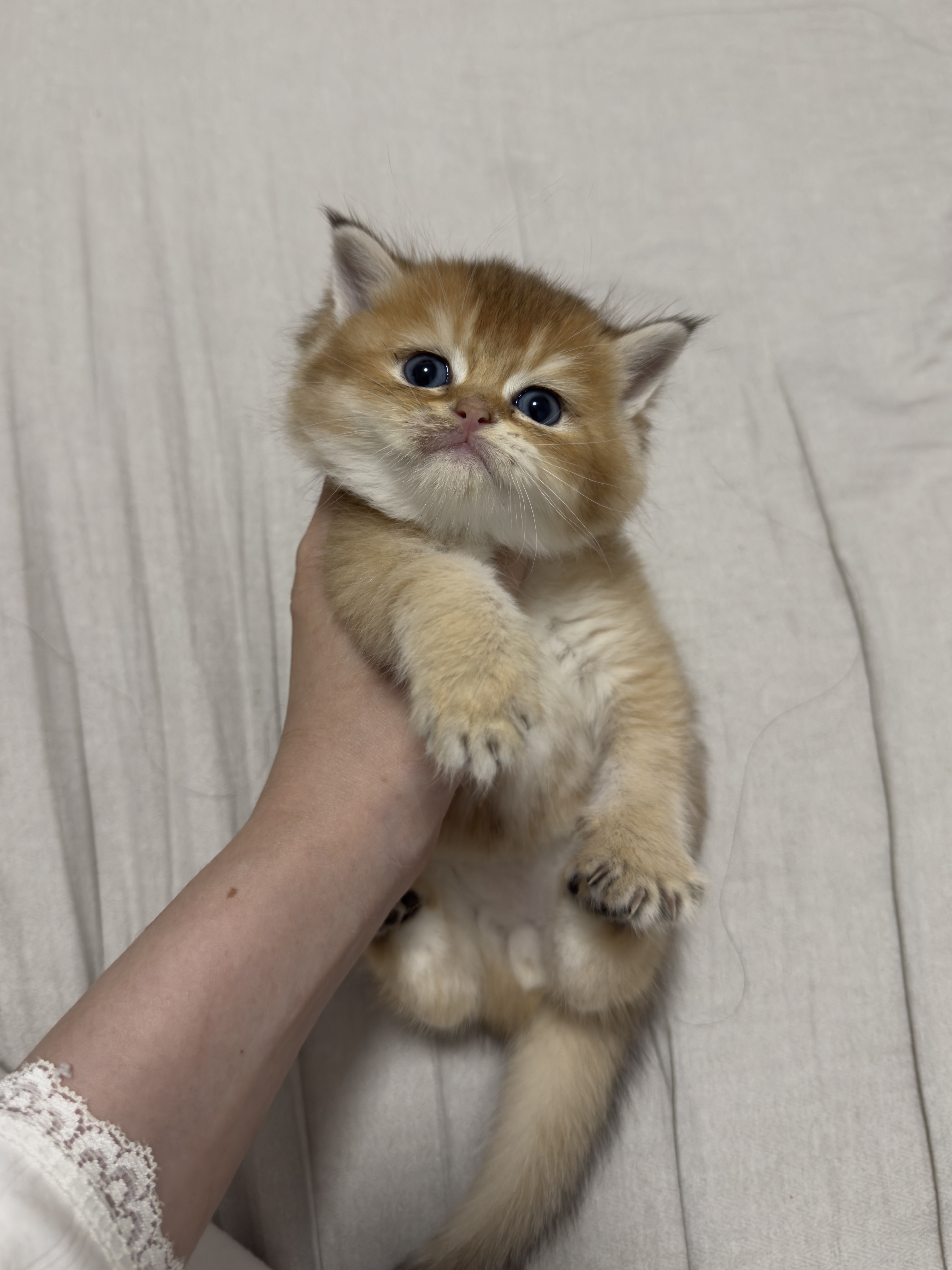 猫癣好影响颜值啊😮‍💨