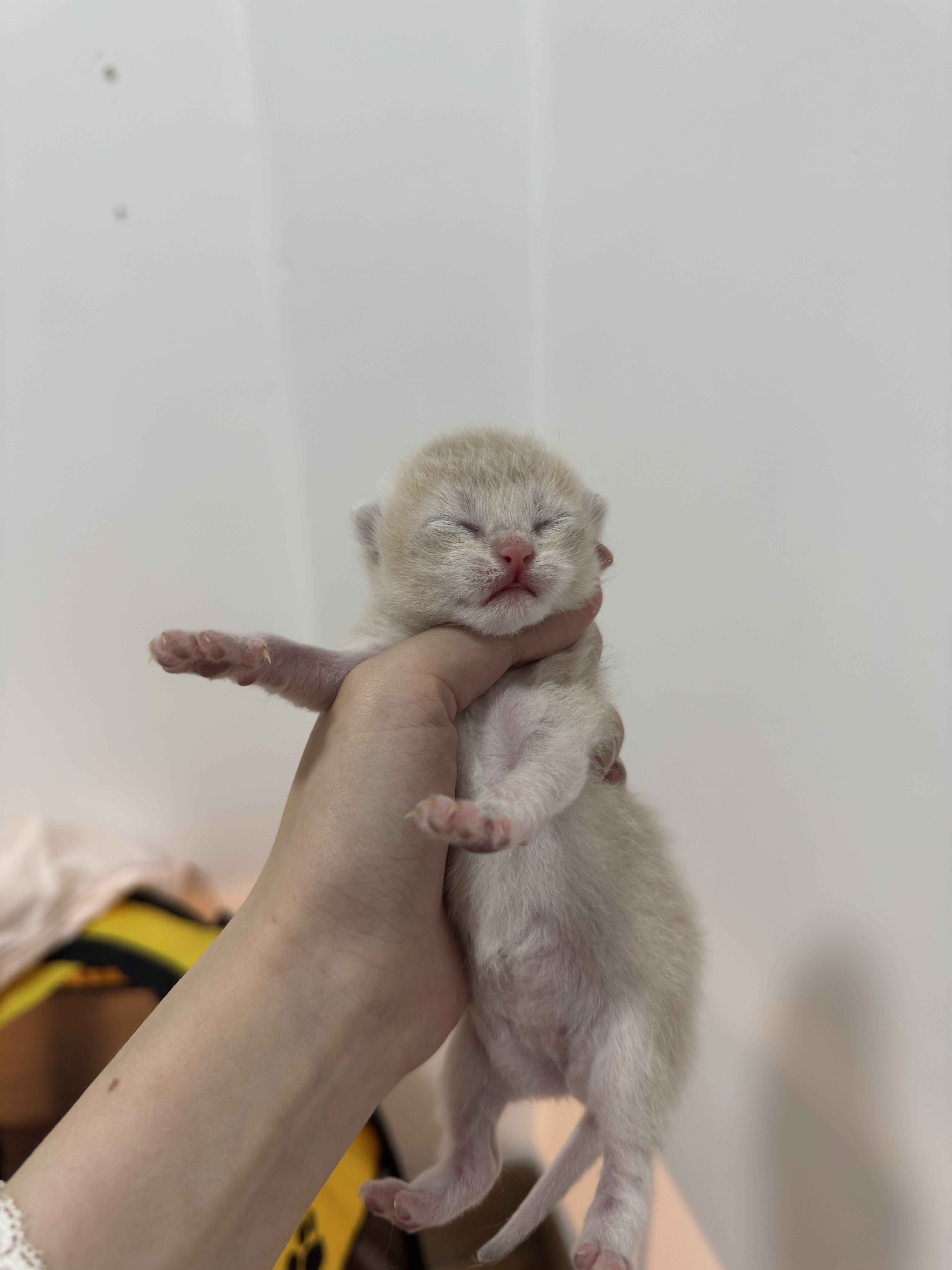 钢老大