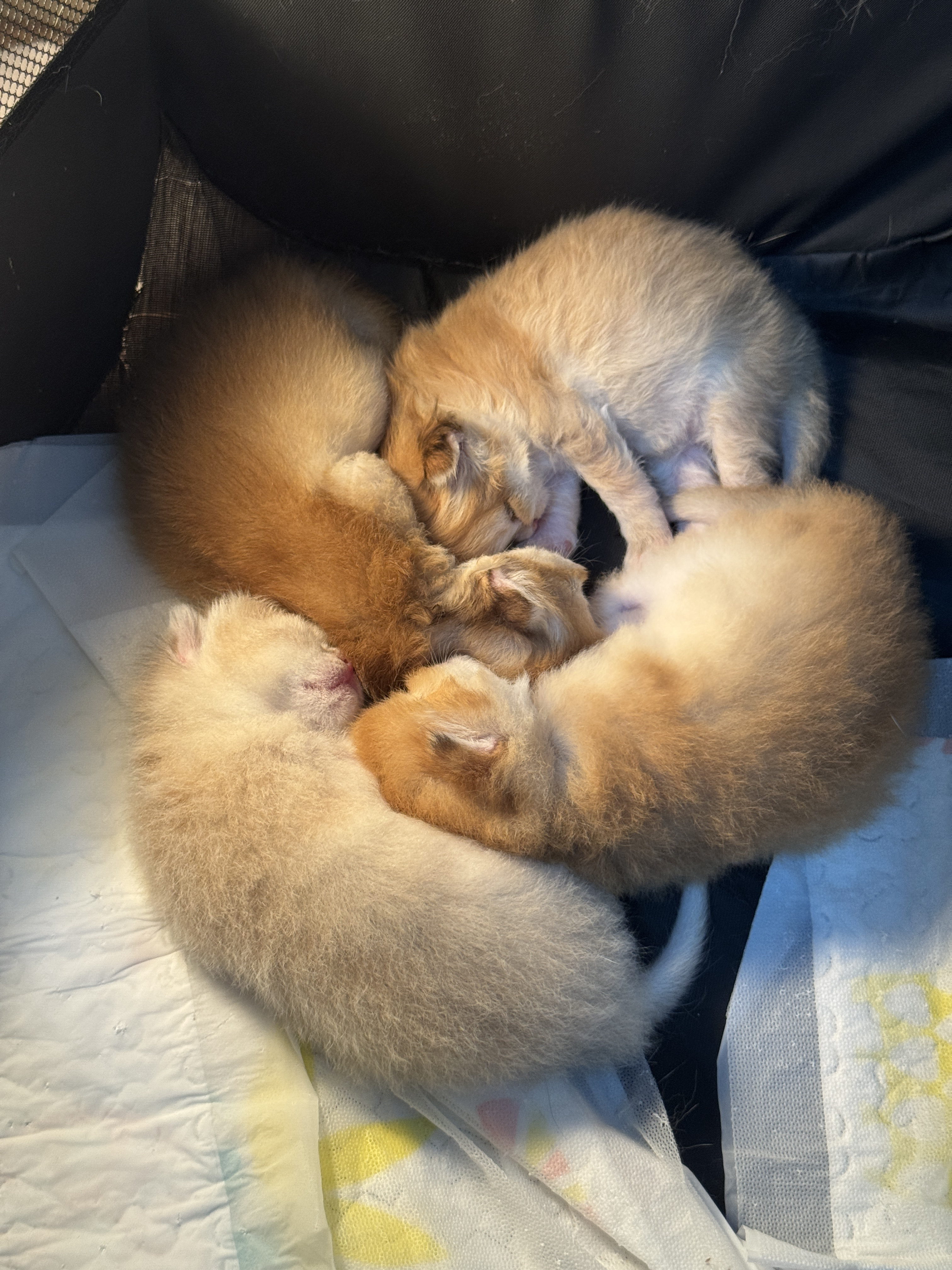 晚安😴玛卡巴卡