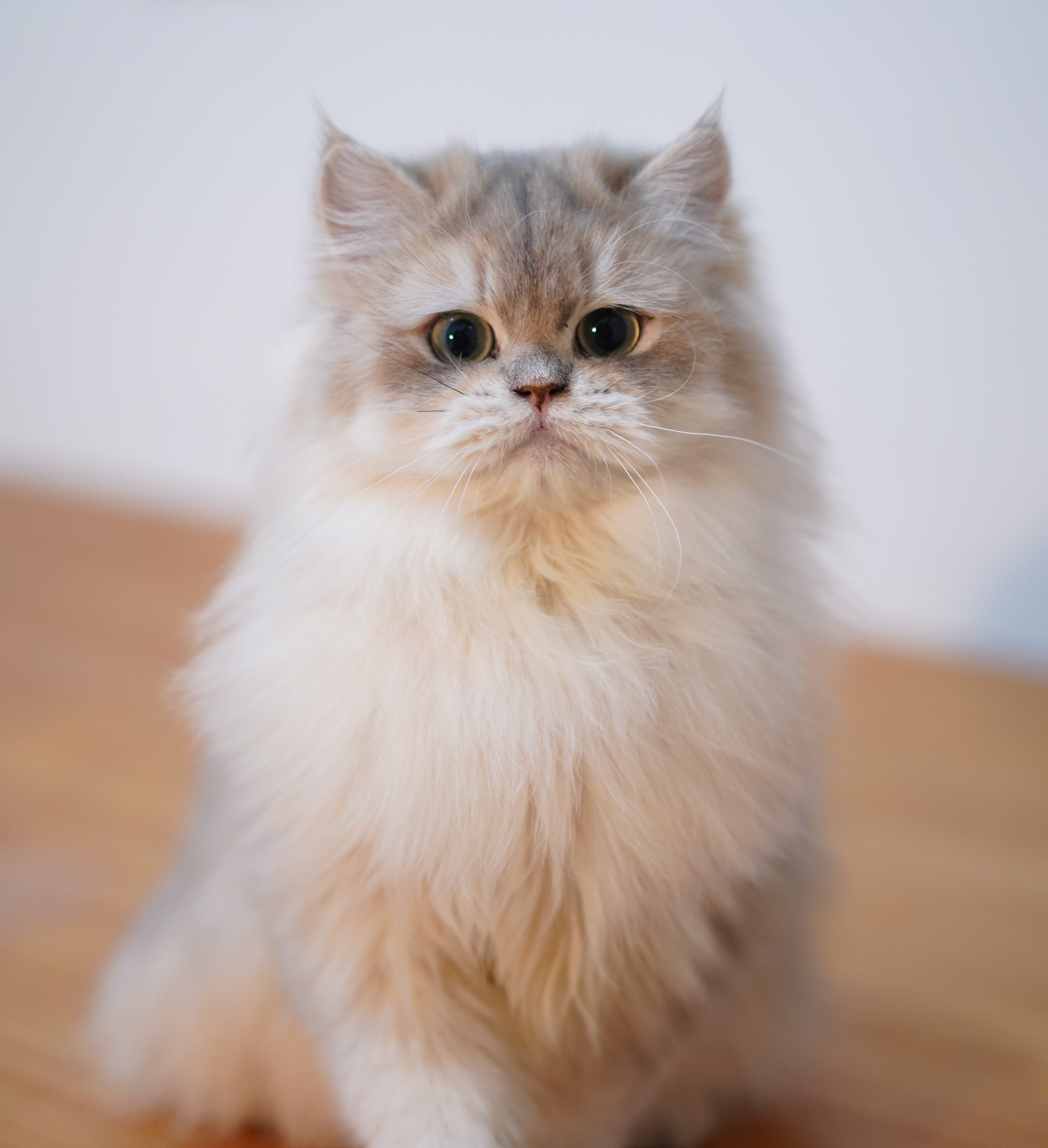 厦门蓝金长毛猫|14个月体重曲线曝光,干饭王实锤