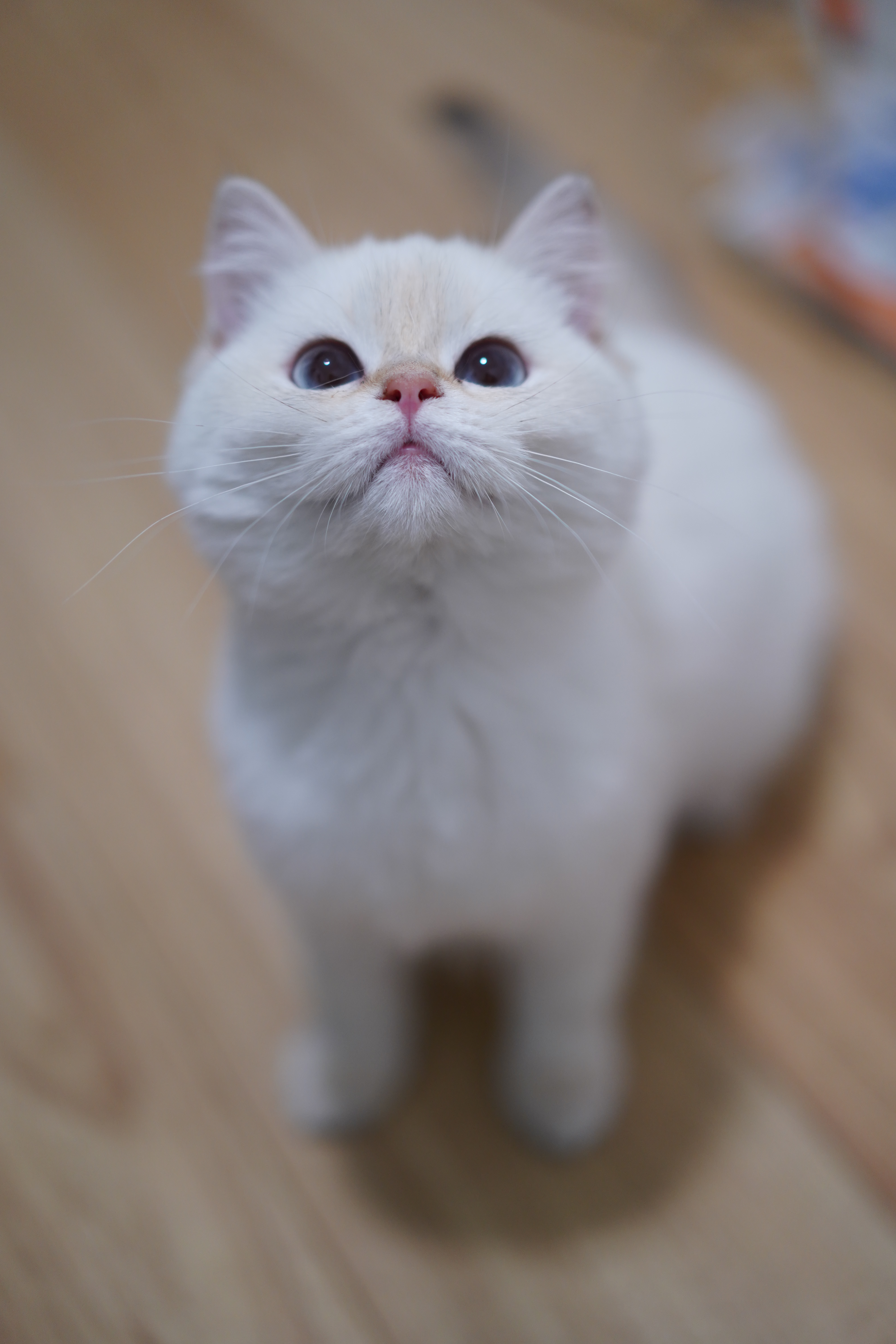 叮老二