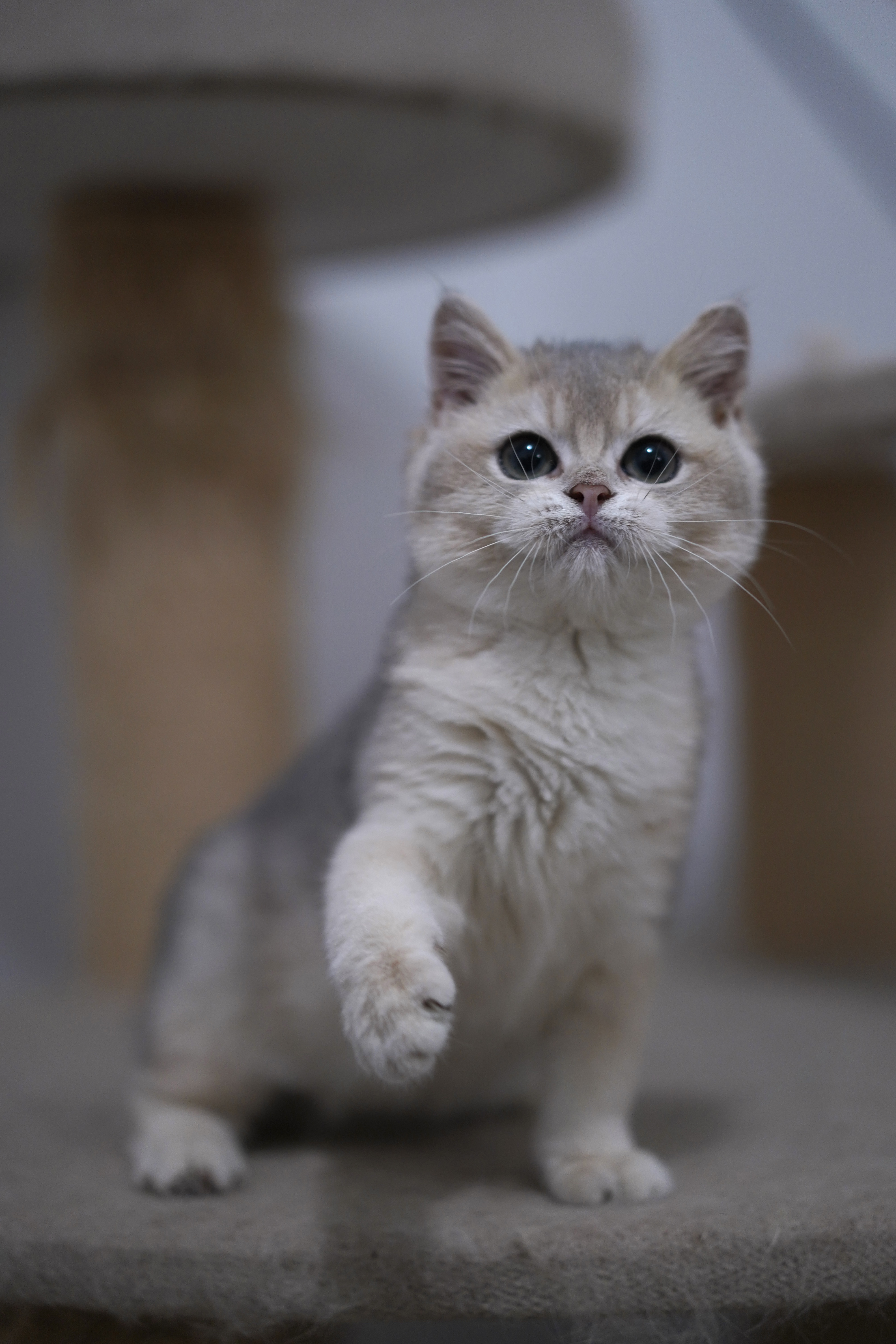 钢老大