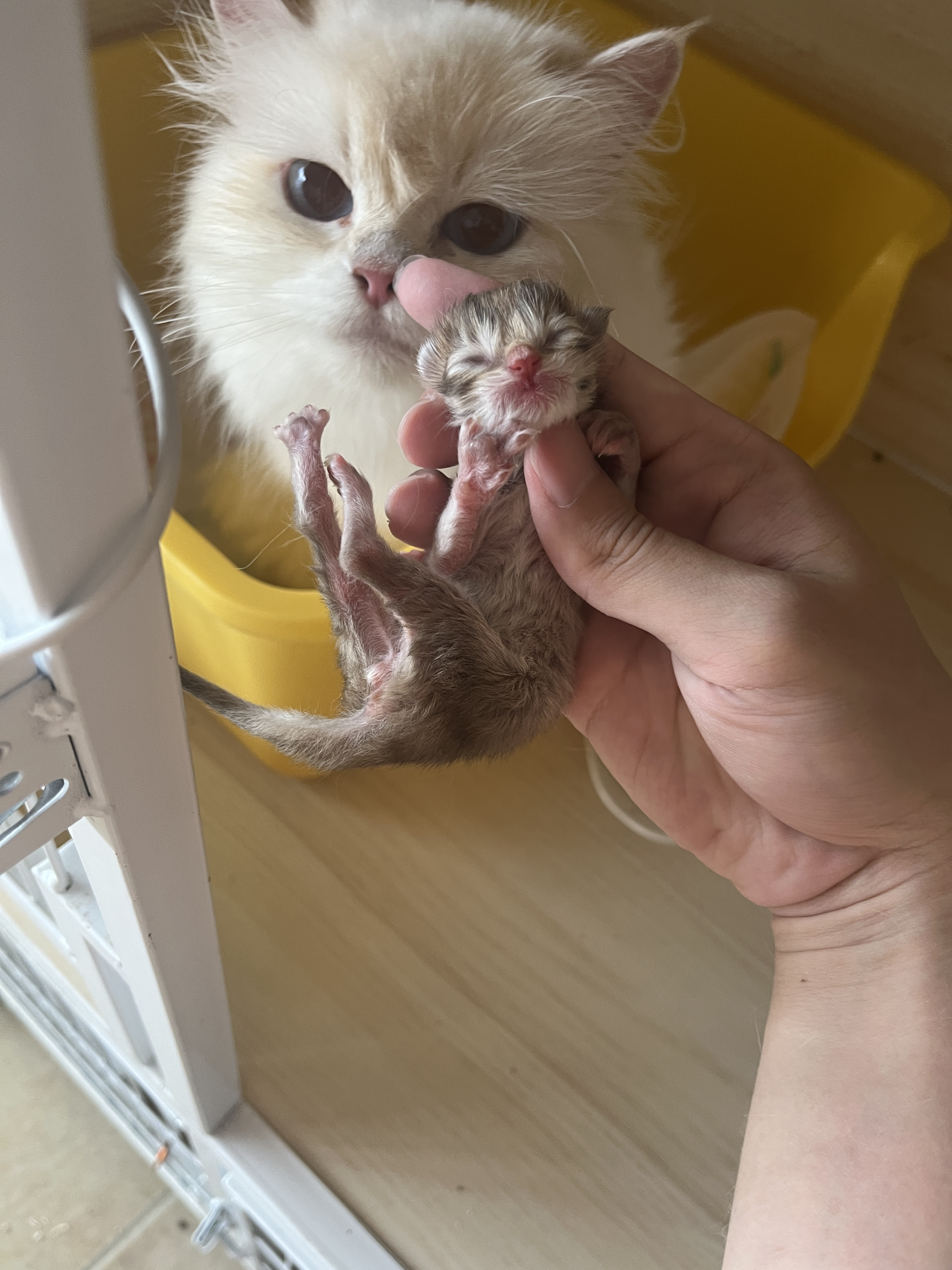 暖老大