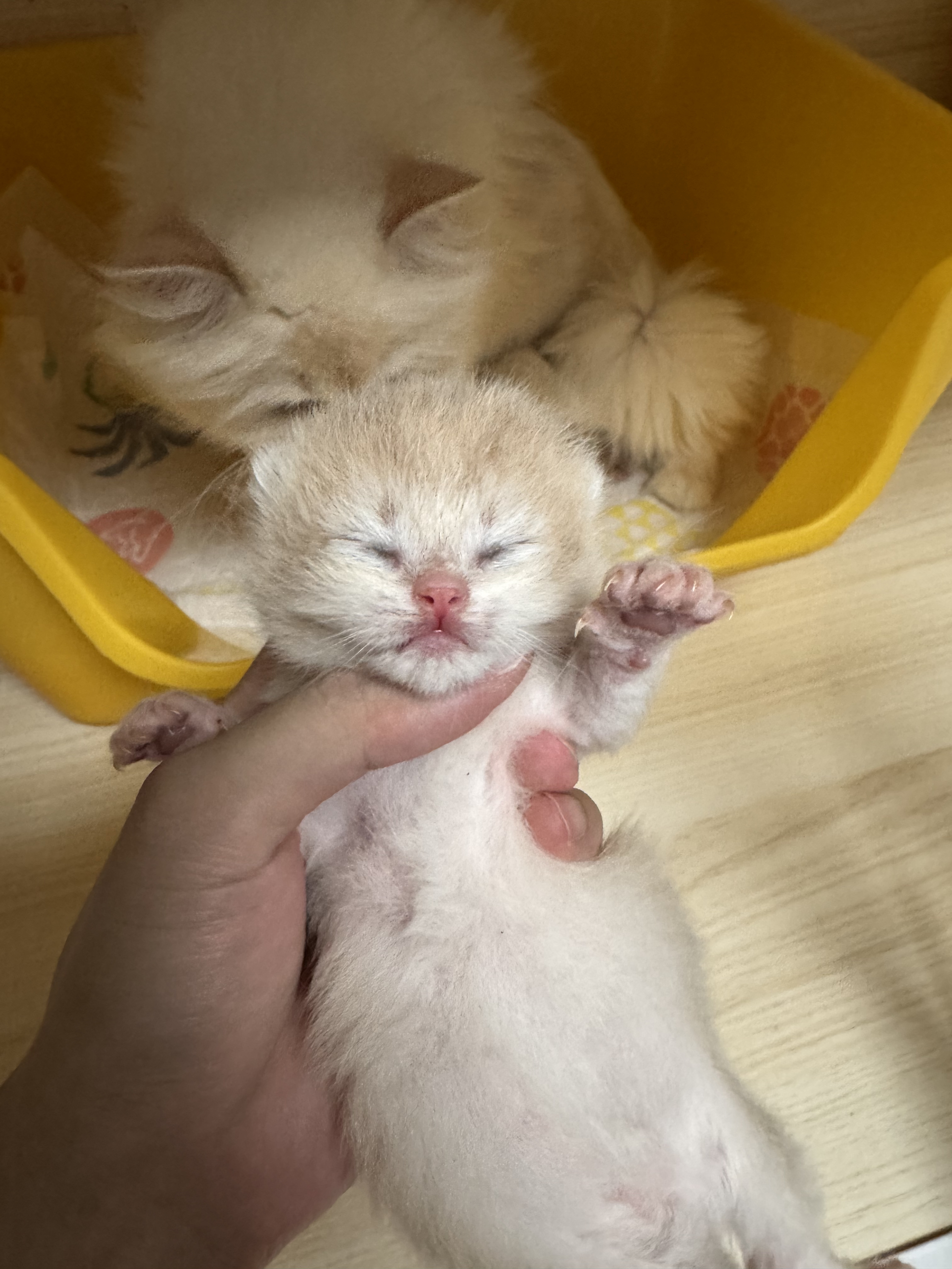 暖老二