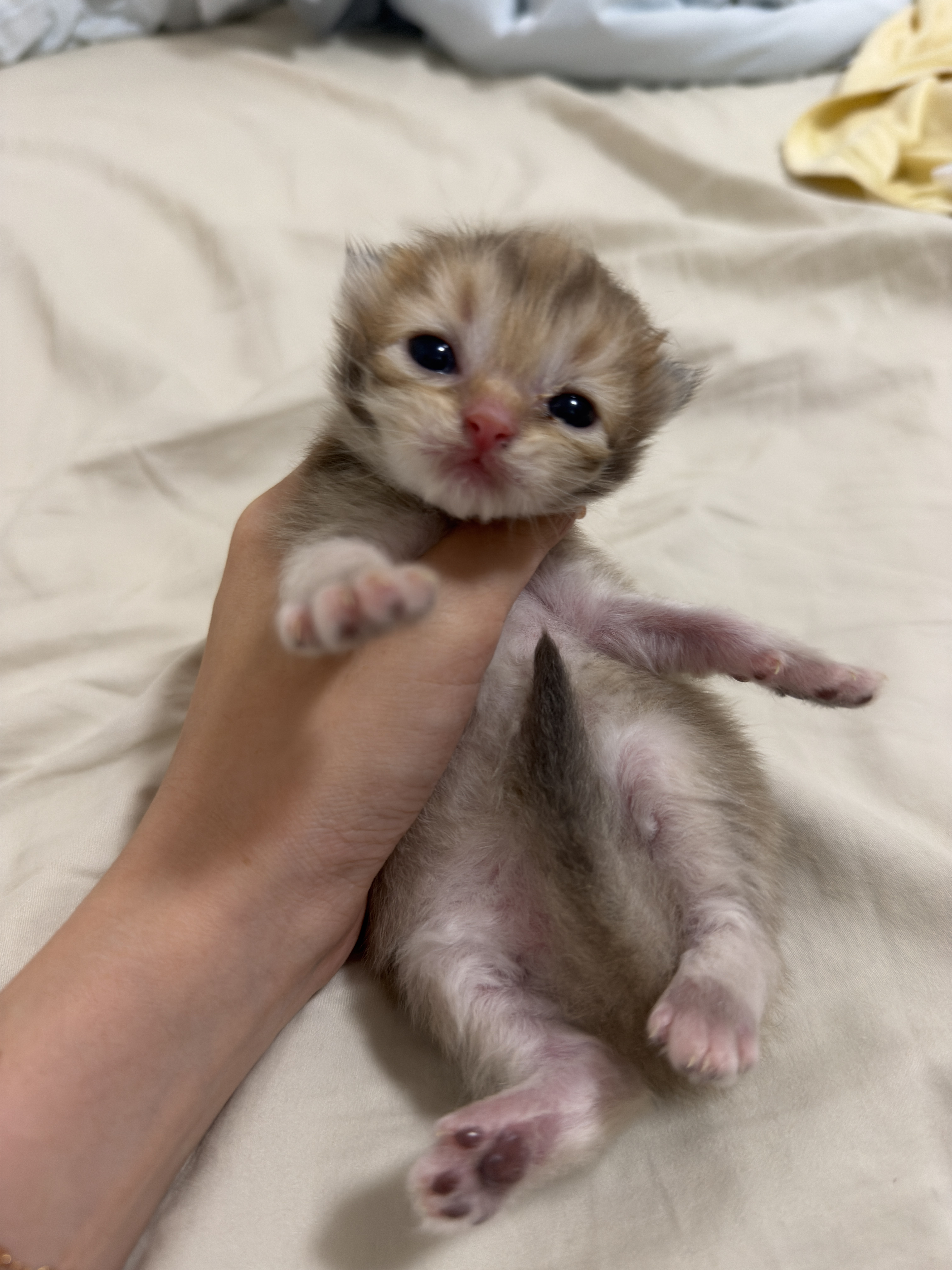 暖老大