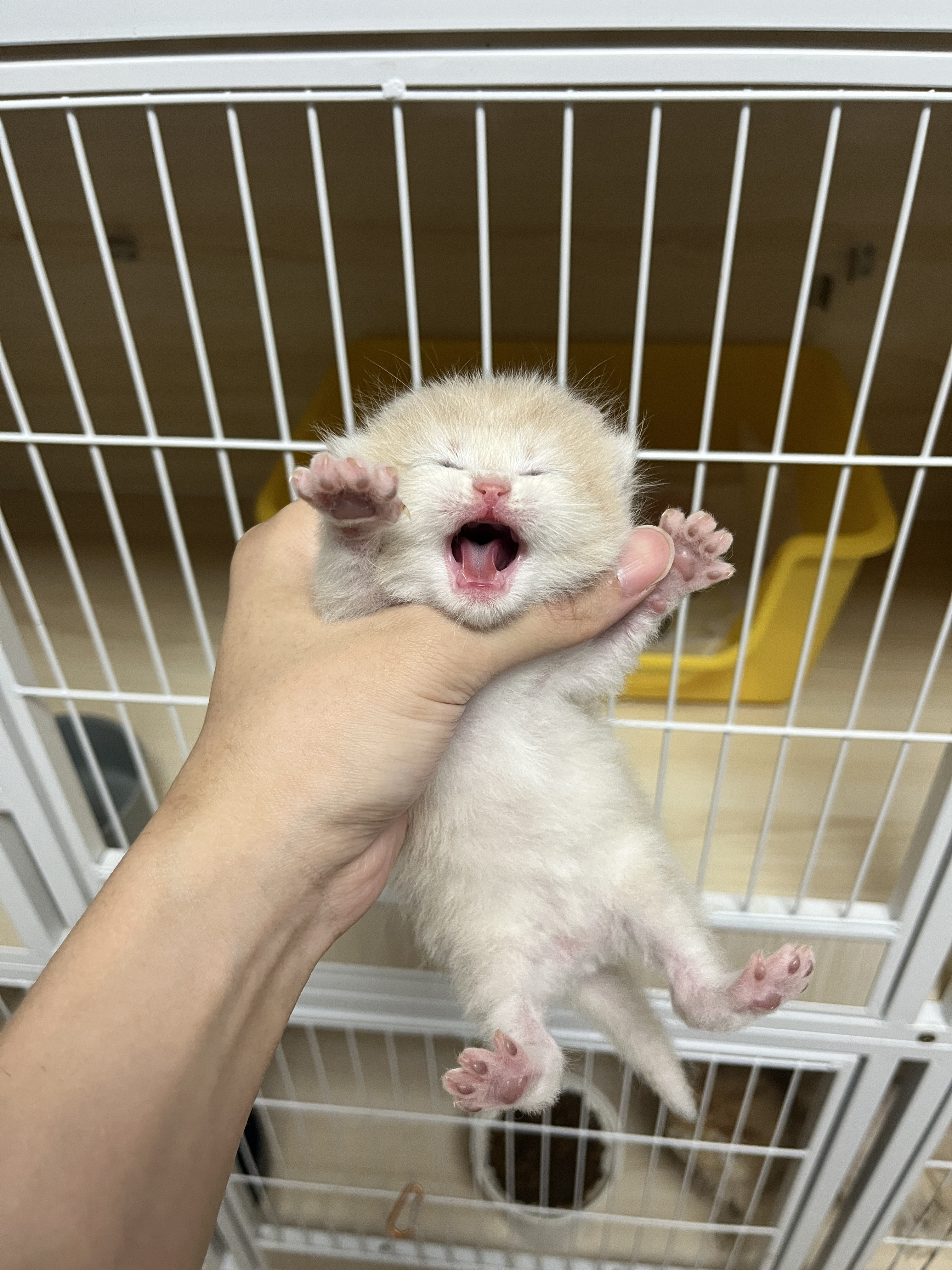 暖老二
