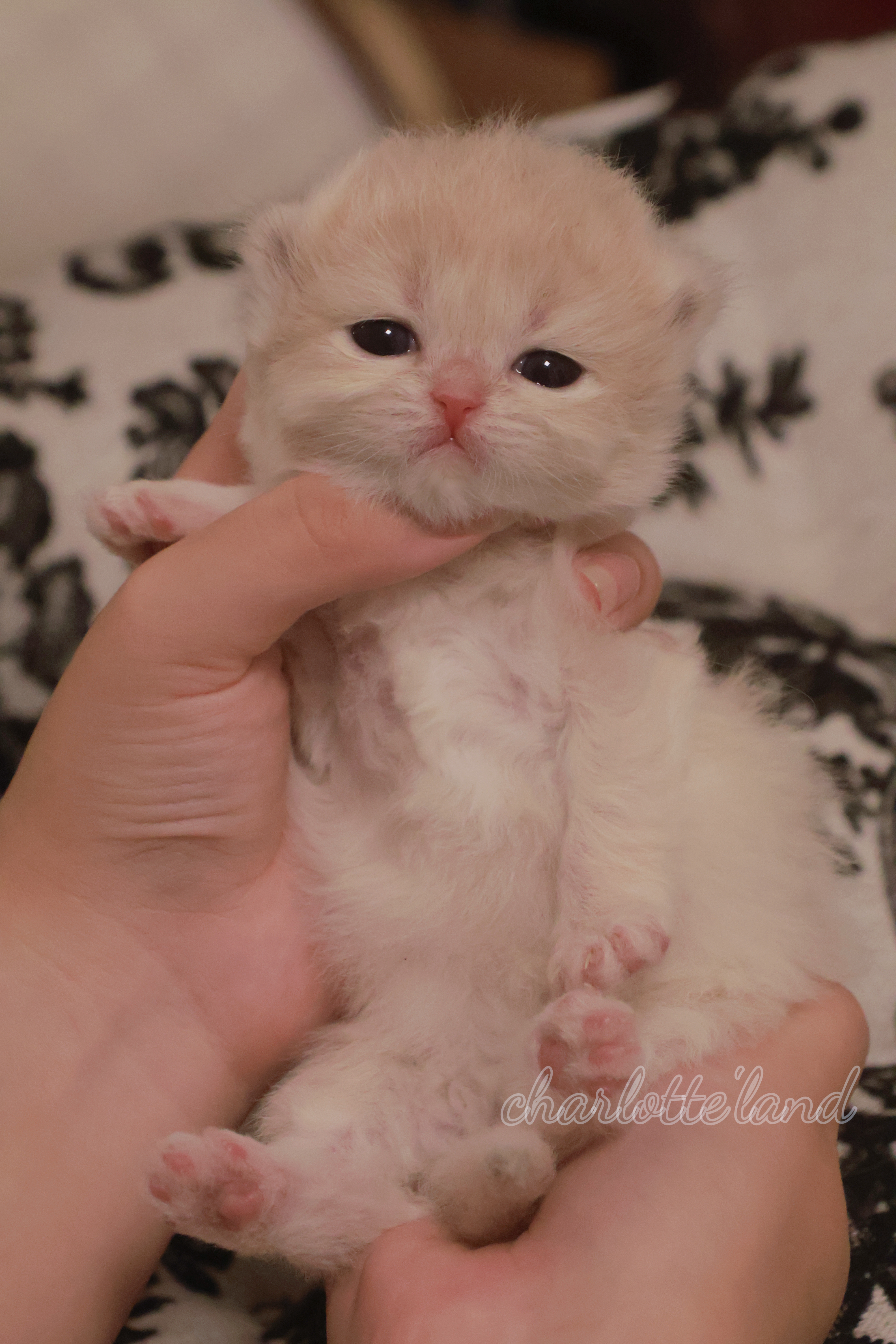 Mochi 2