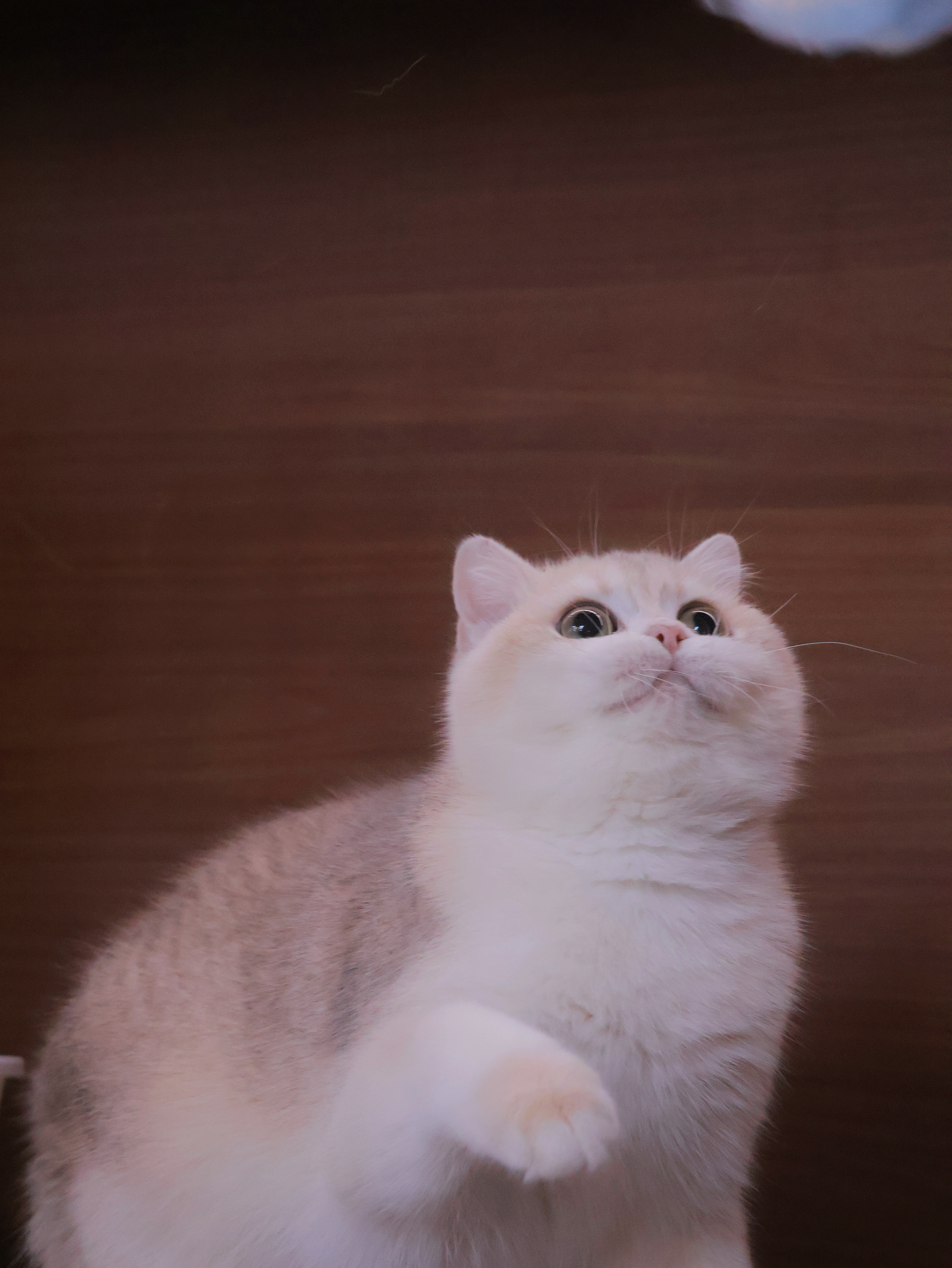 源源 7