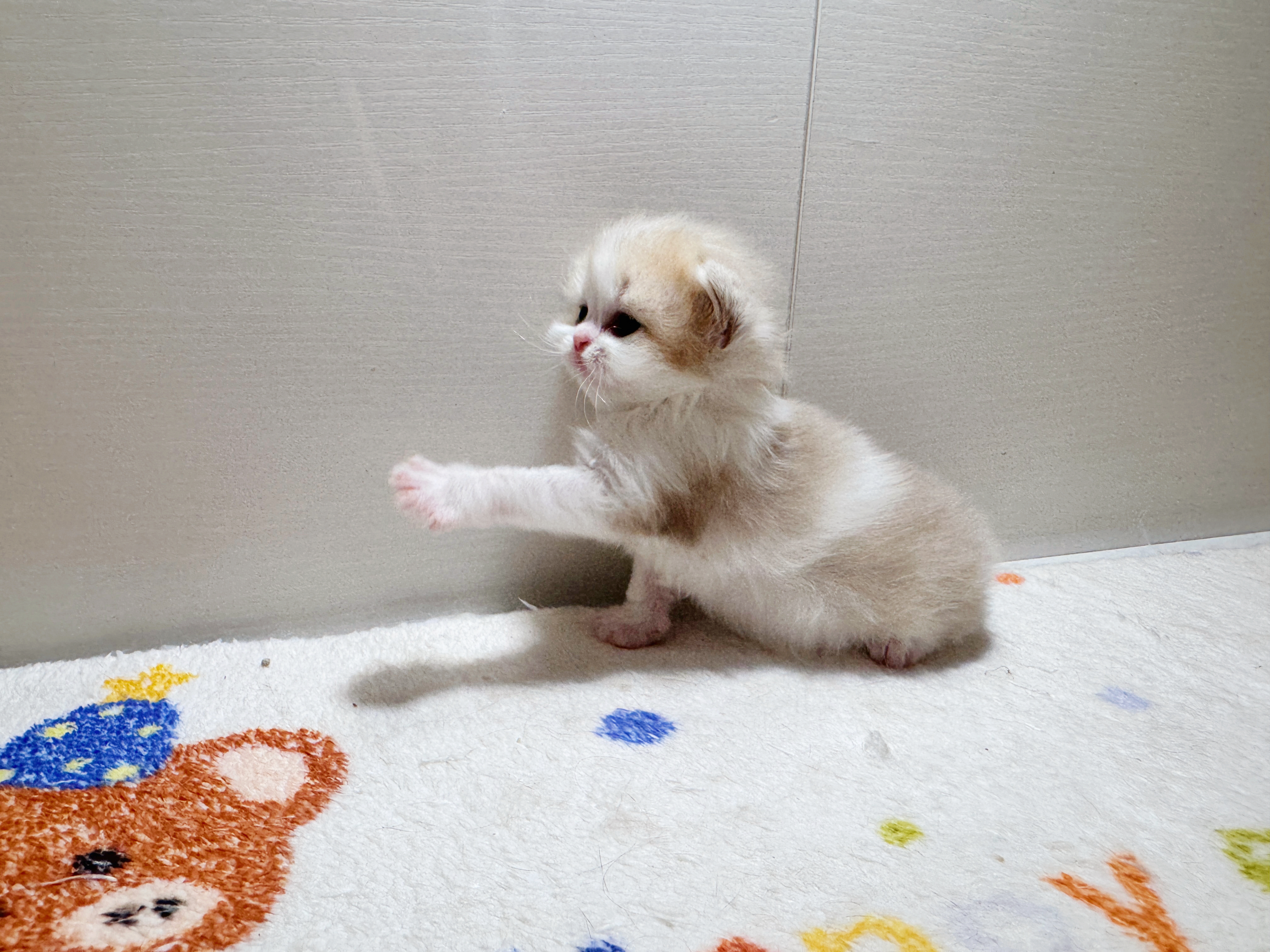 NUNU 照片 5