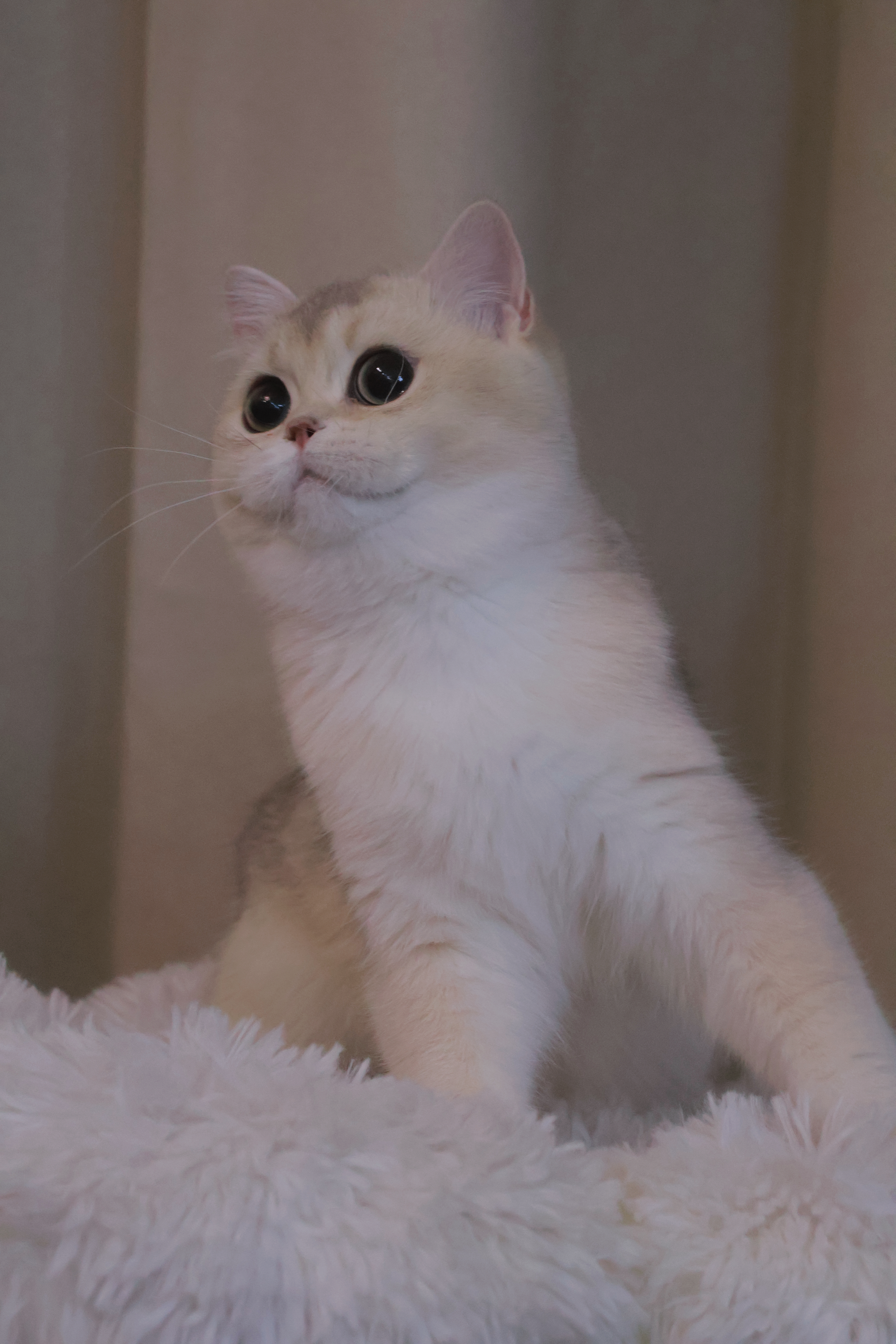 苗苗