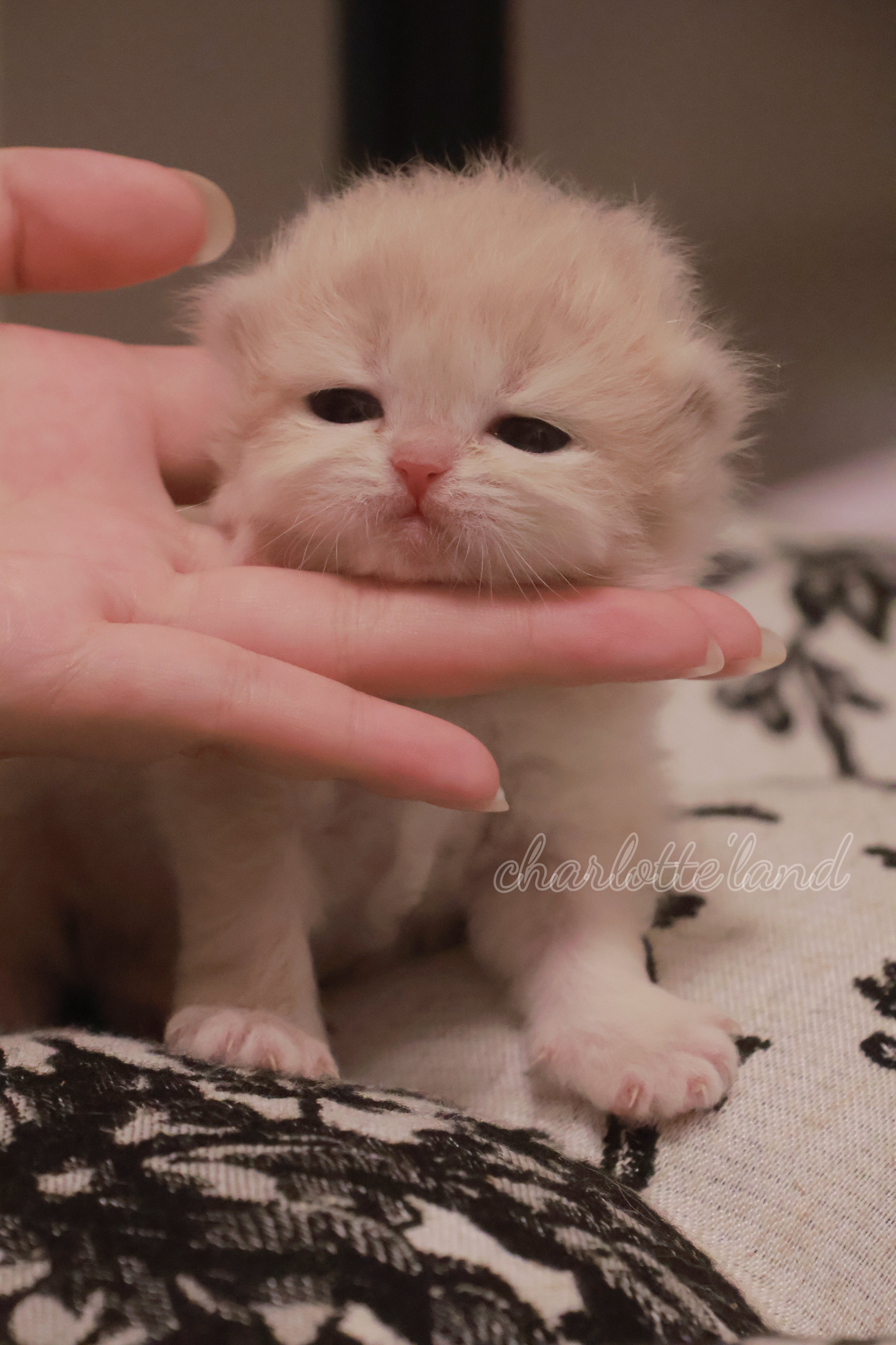 Mochi