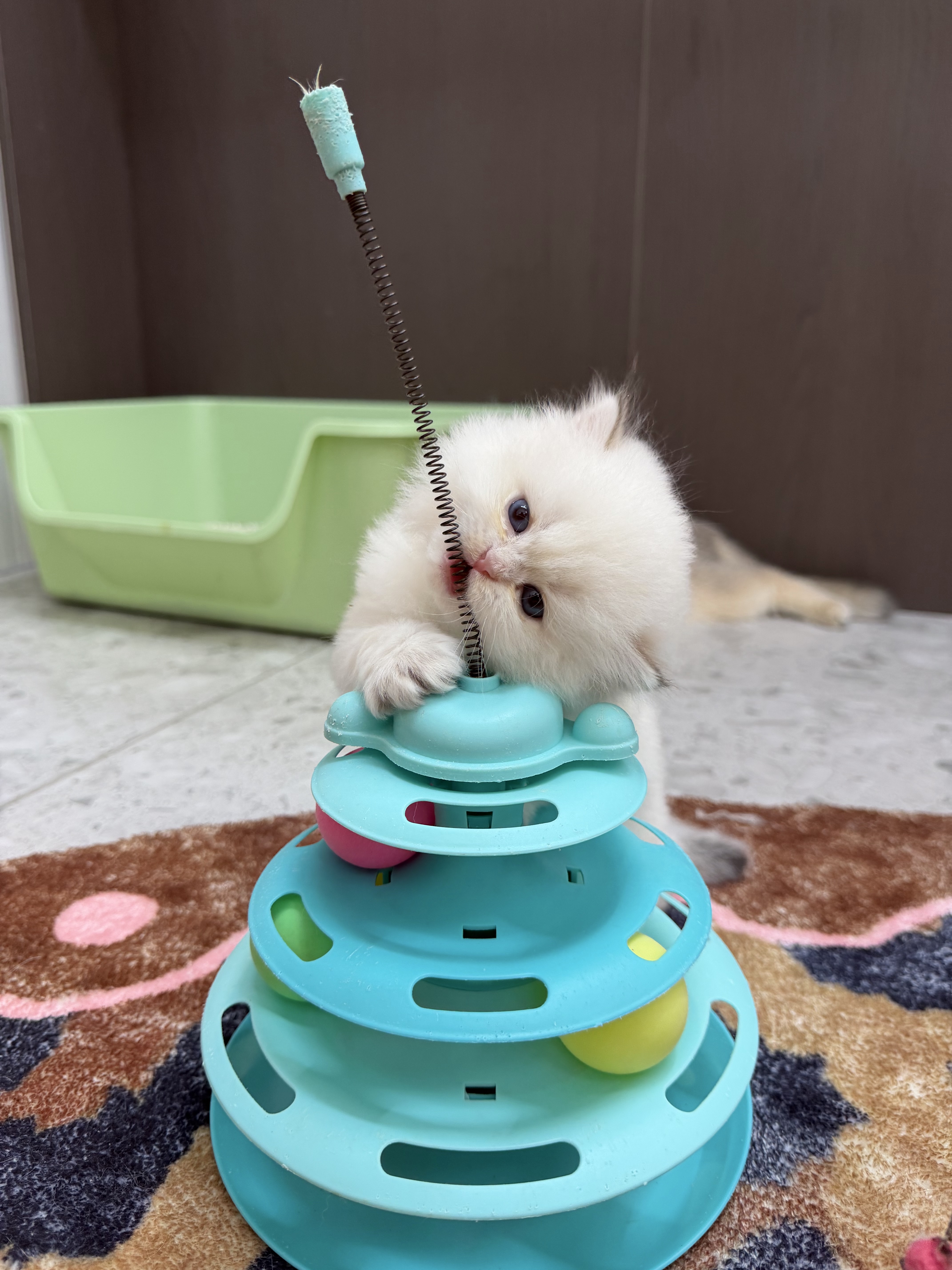 小绵羊 7