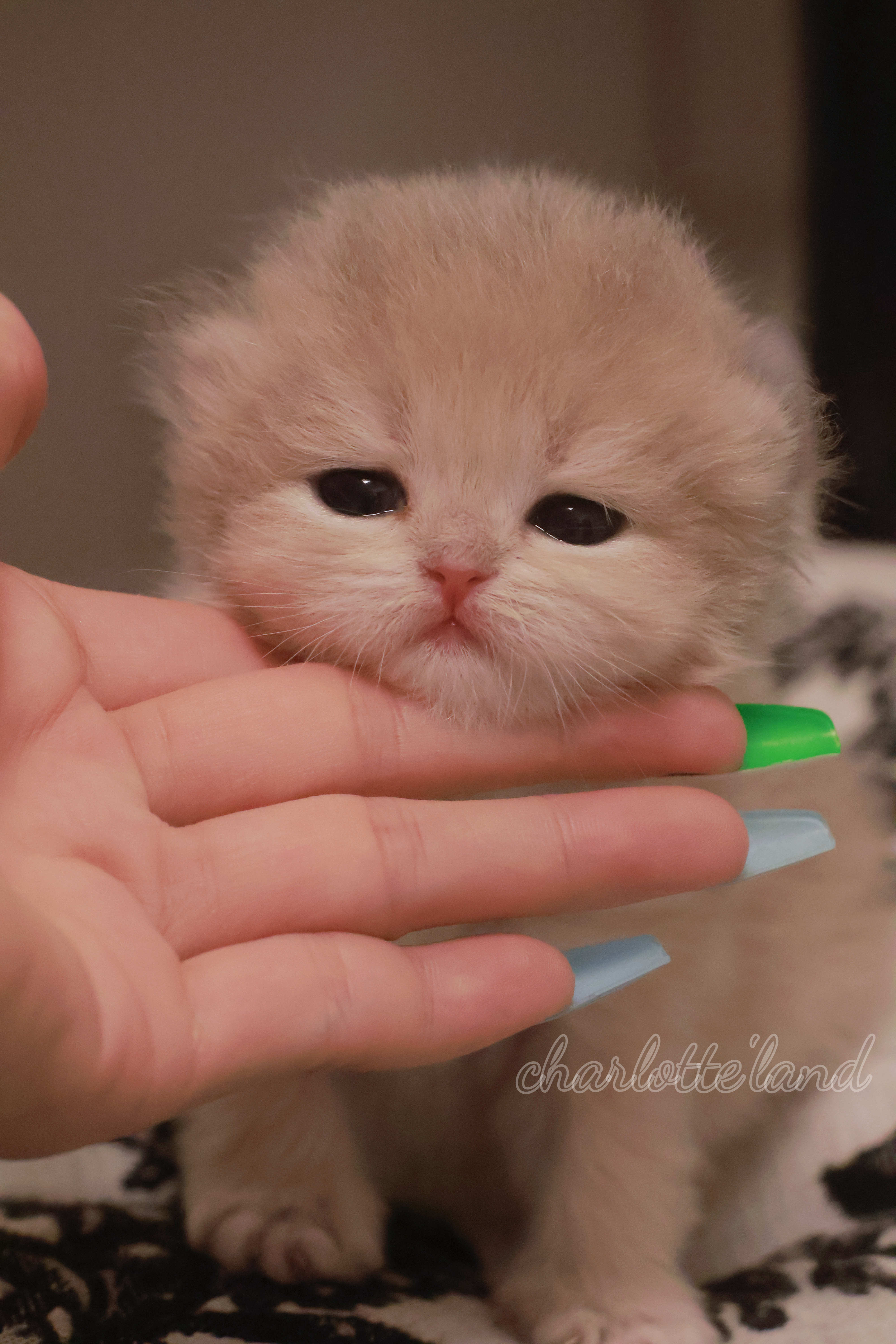 ZOZO