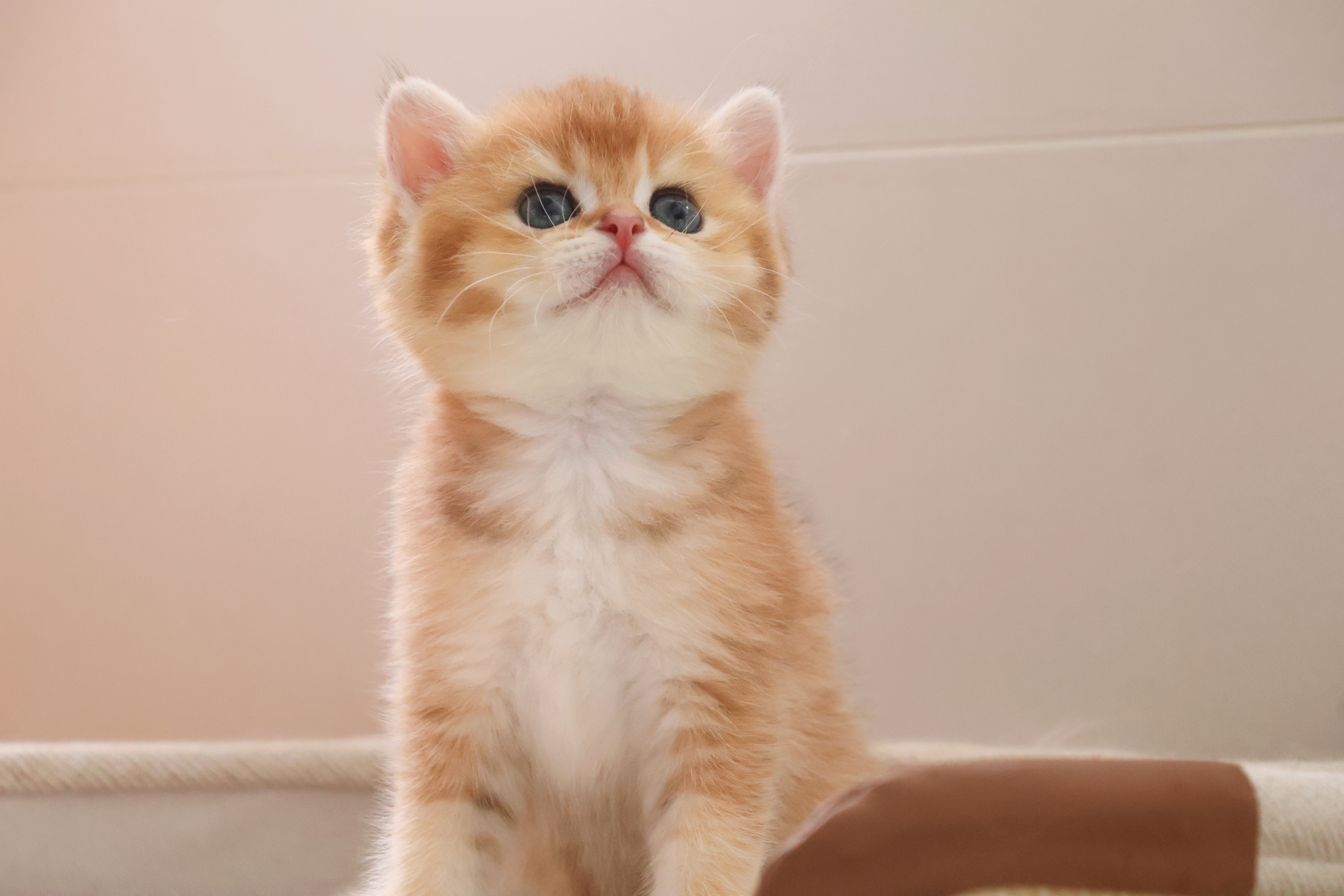 Minnie