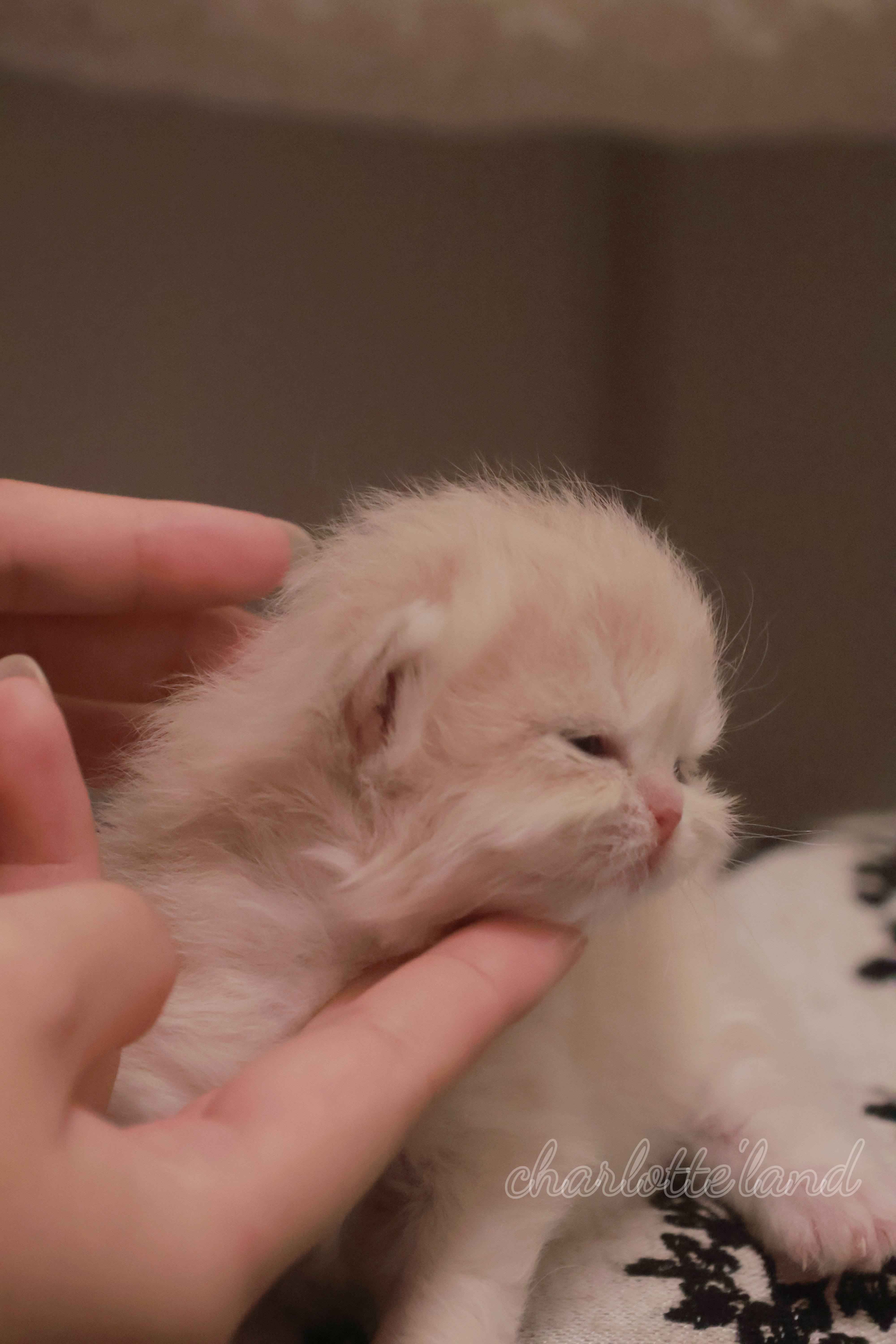 Mochi 3