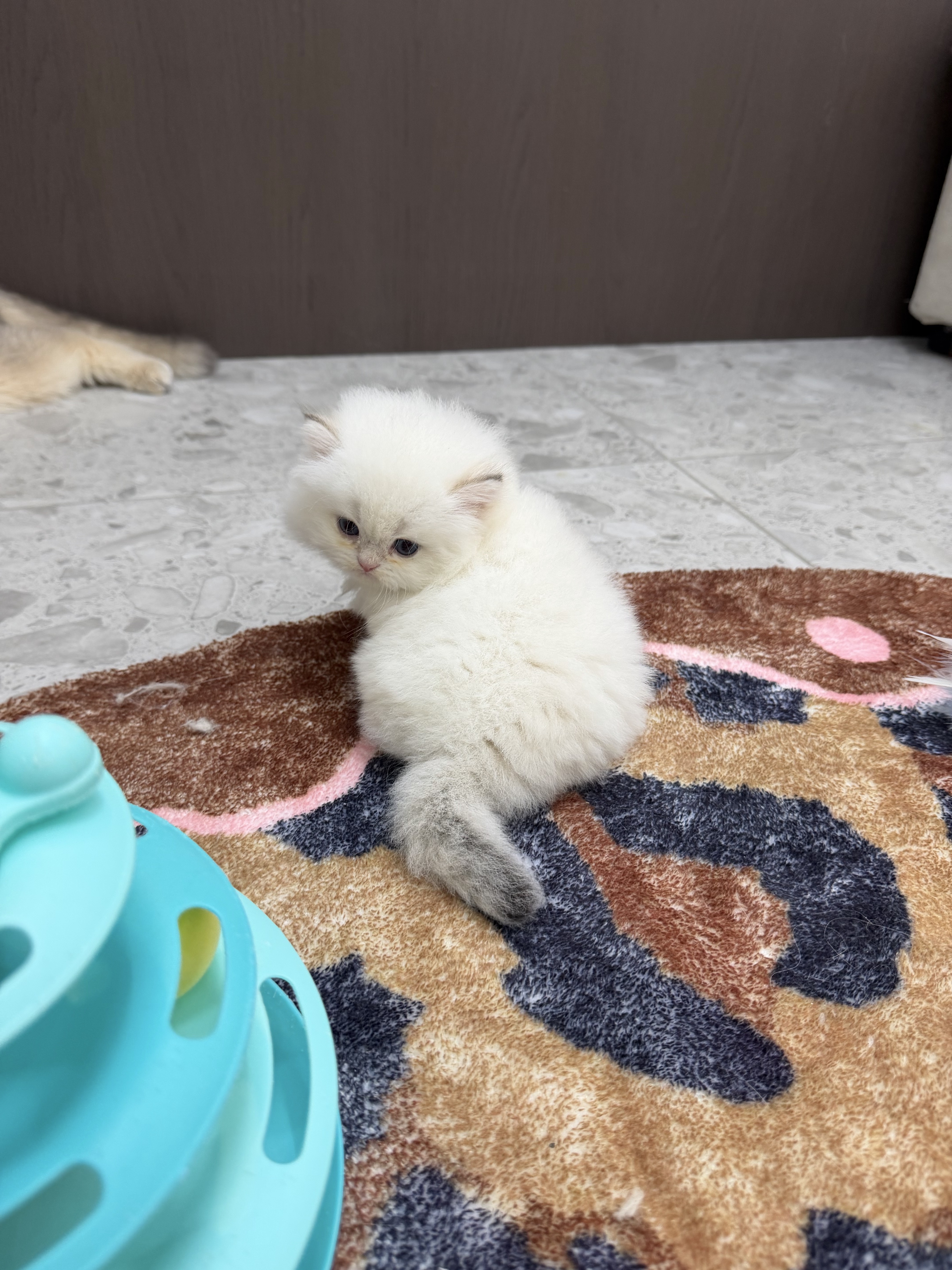 小绵羊 8
