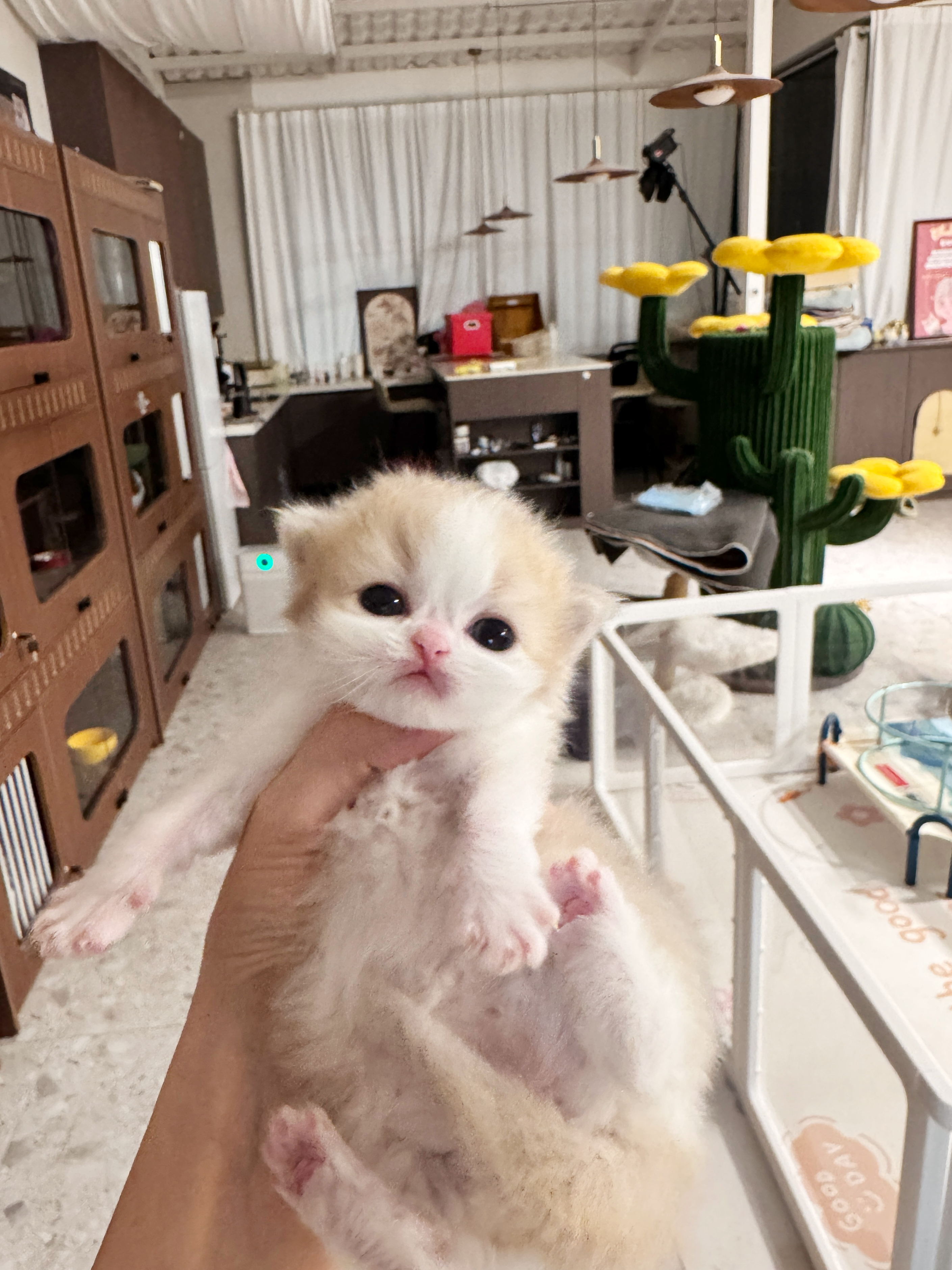 NUNU 照片 3
