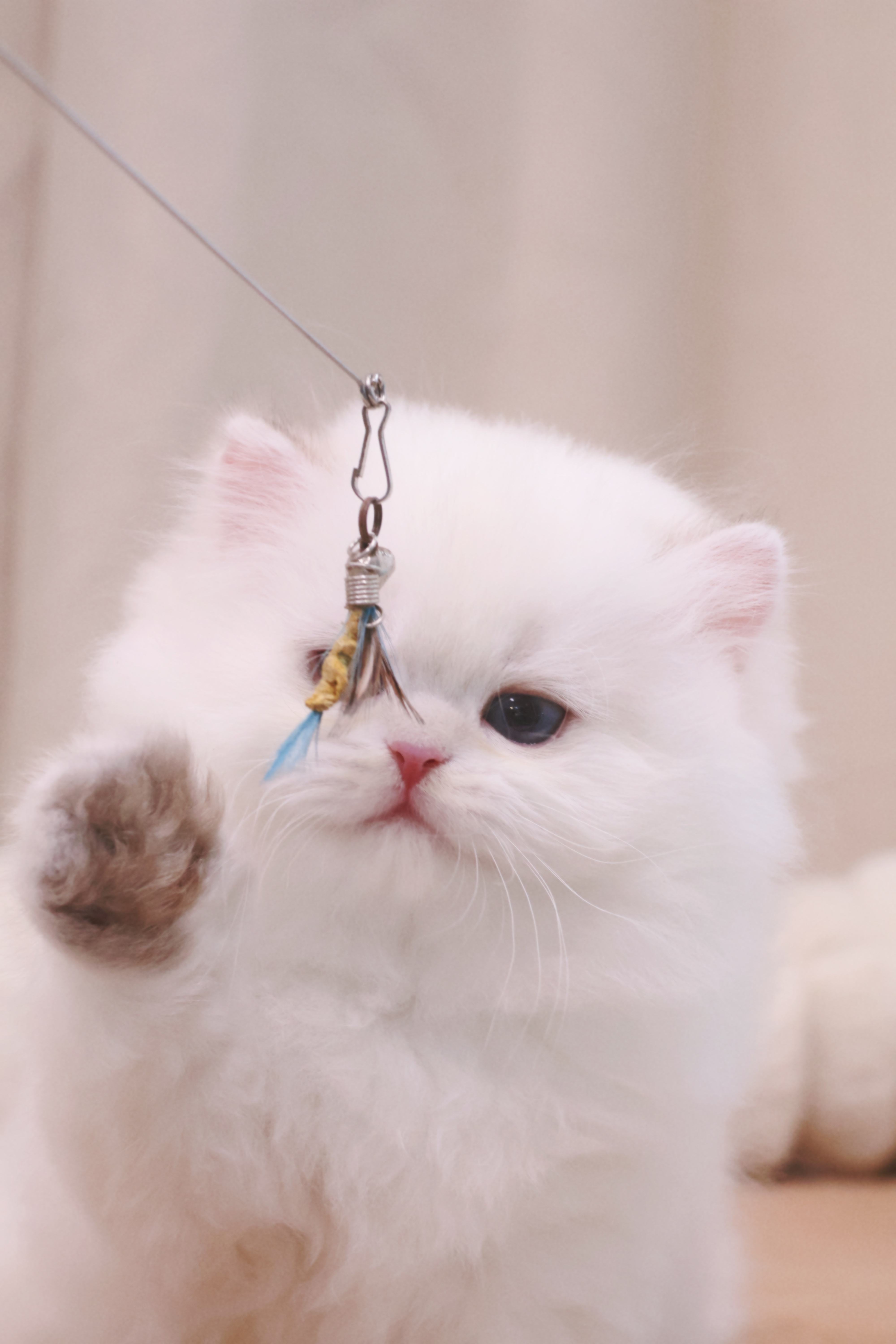小绵羊