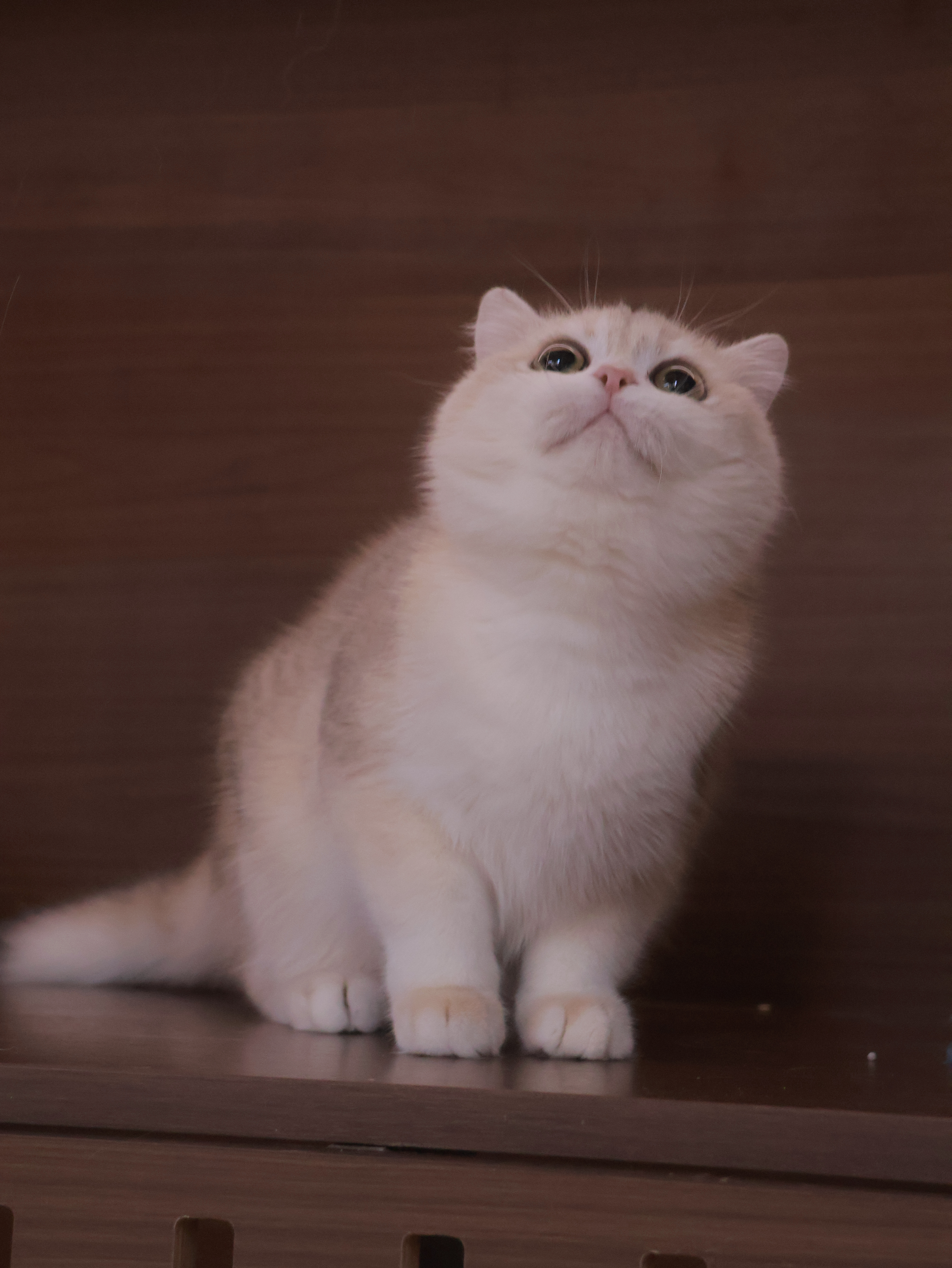 源源 4