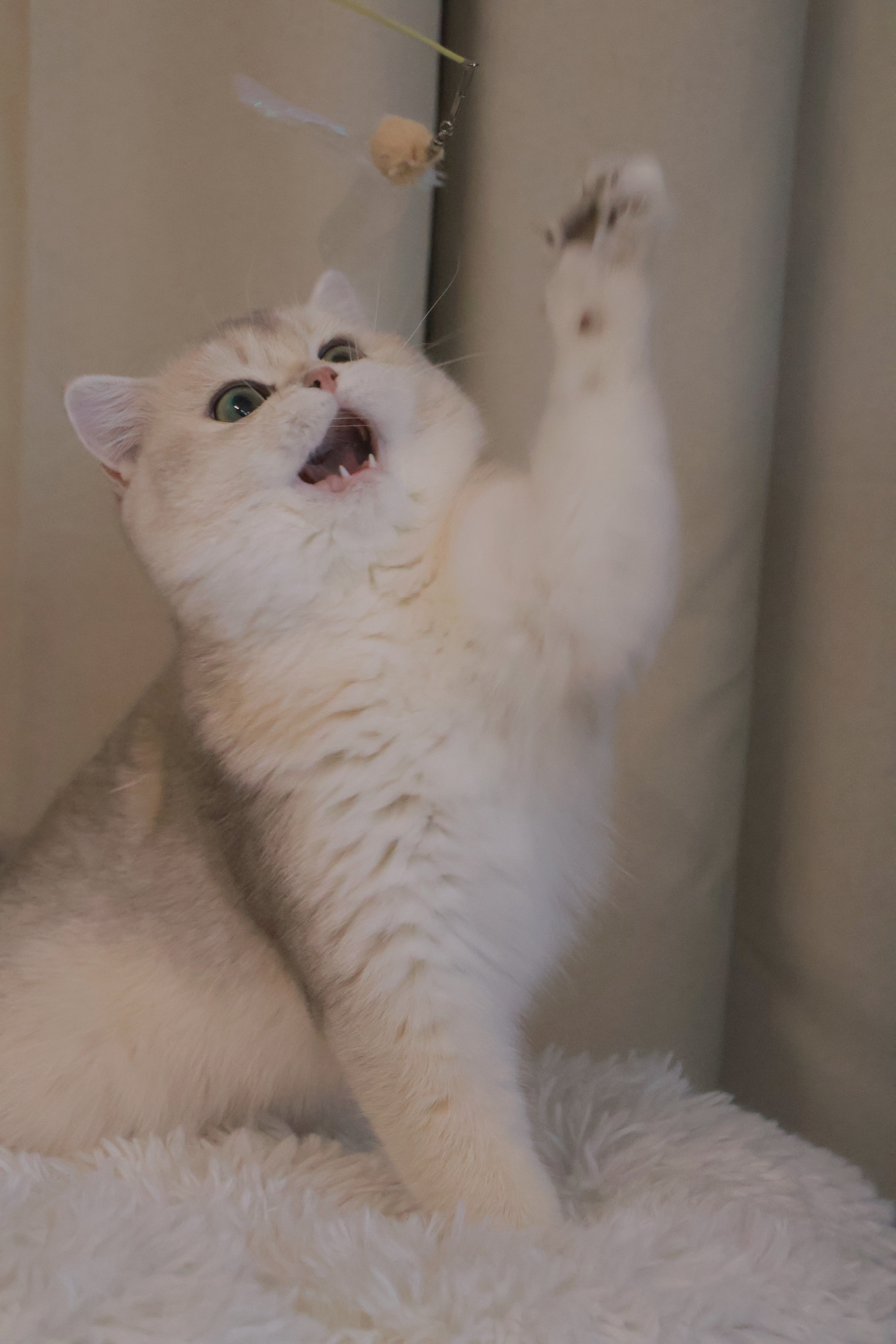 麦麦
