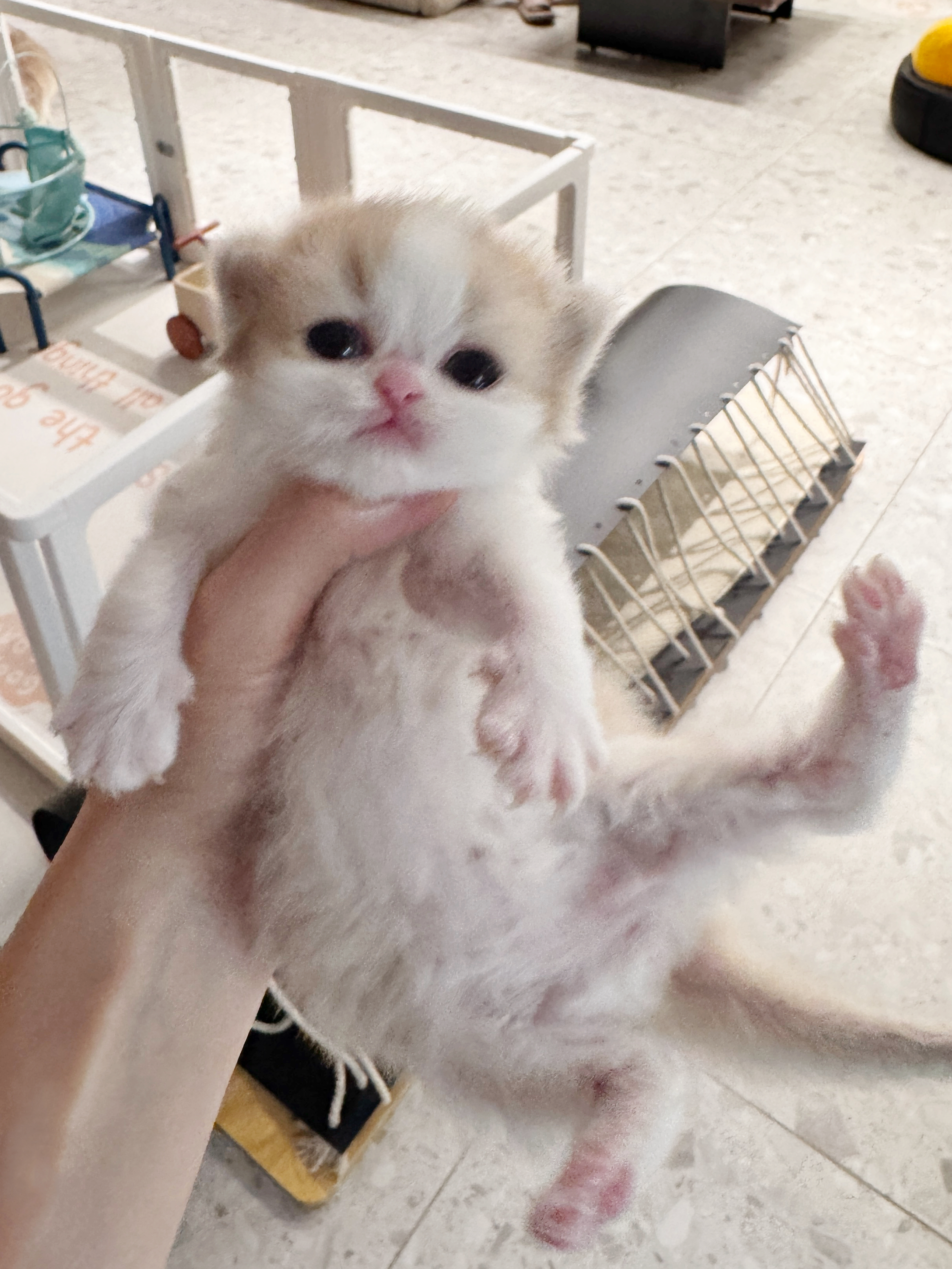 NUNU 照片 4