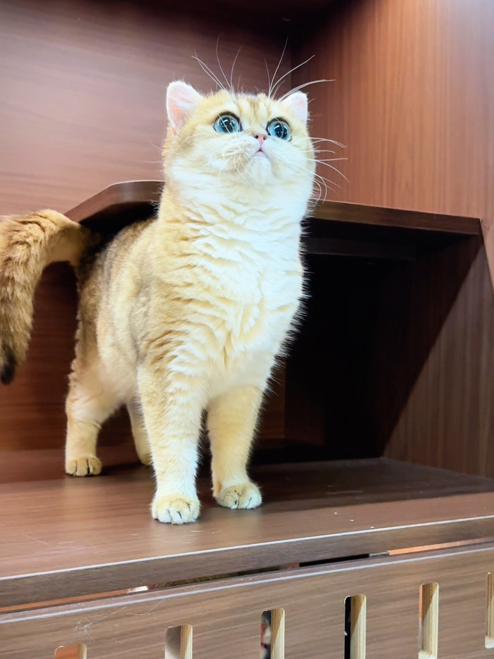 朱古力