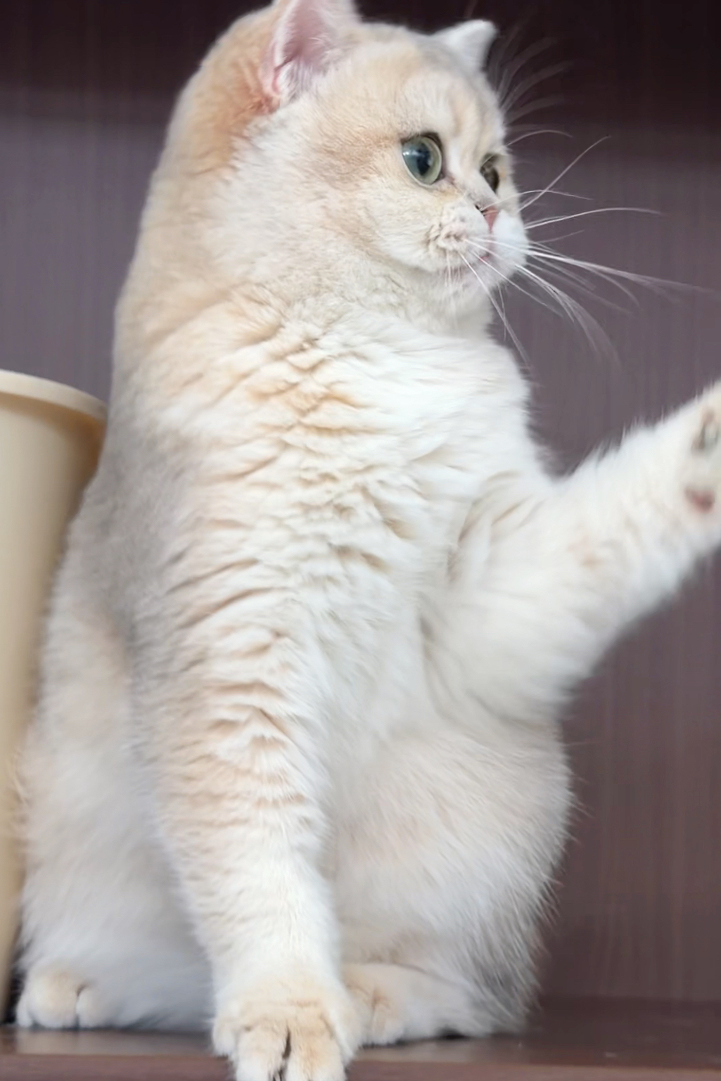 小布丁 3