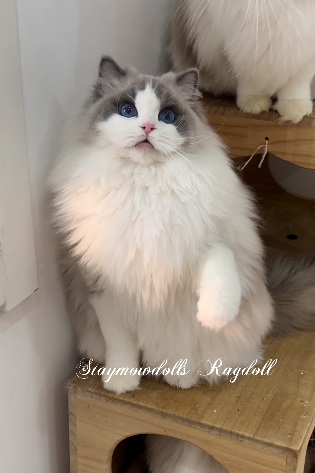 Siri （富养家长可领养） 照片 5