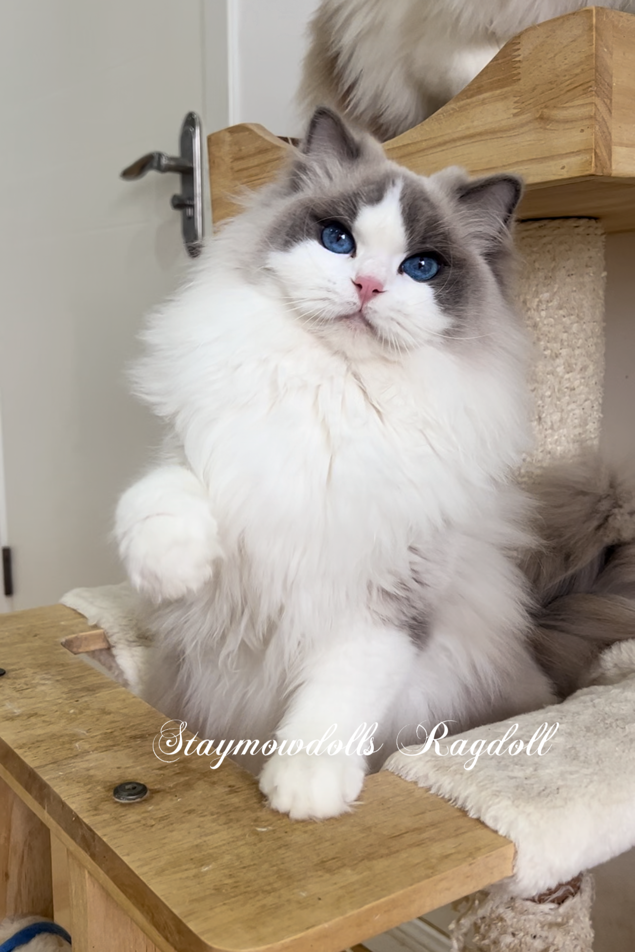 Siri （富养家长可领养） 照片 3