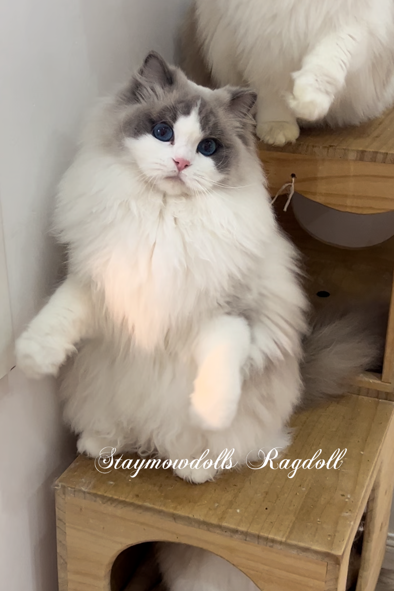 Siri （富养家长可领养） 照片 4