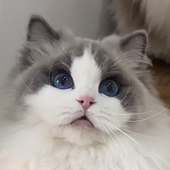 STAYMOWDOLLS｜布偶猫舍