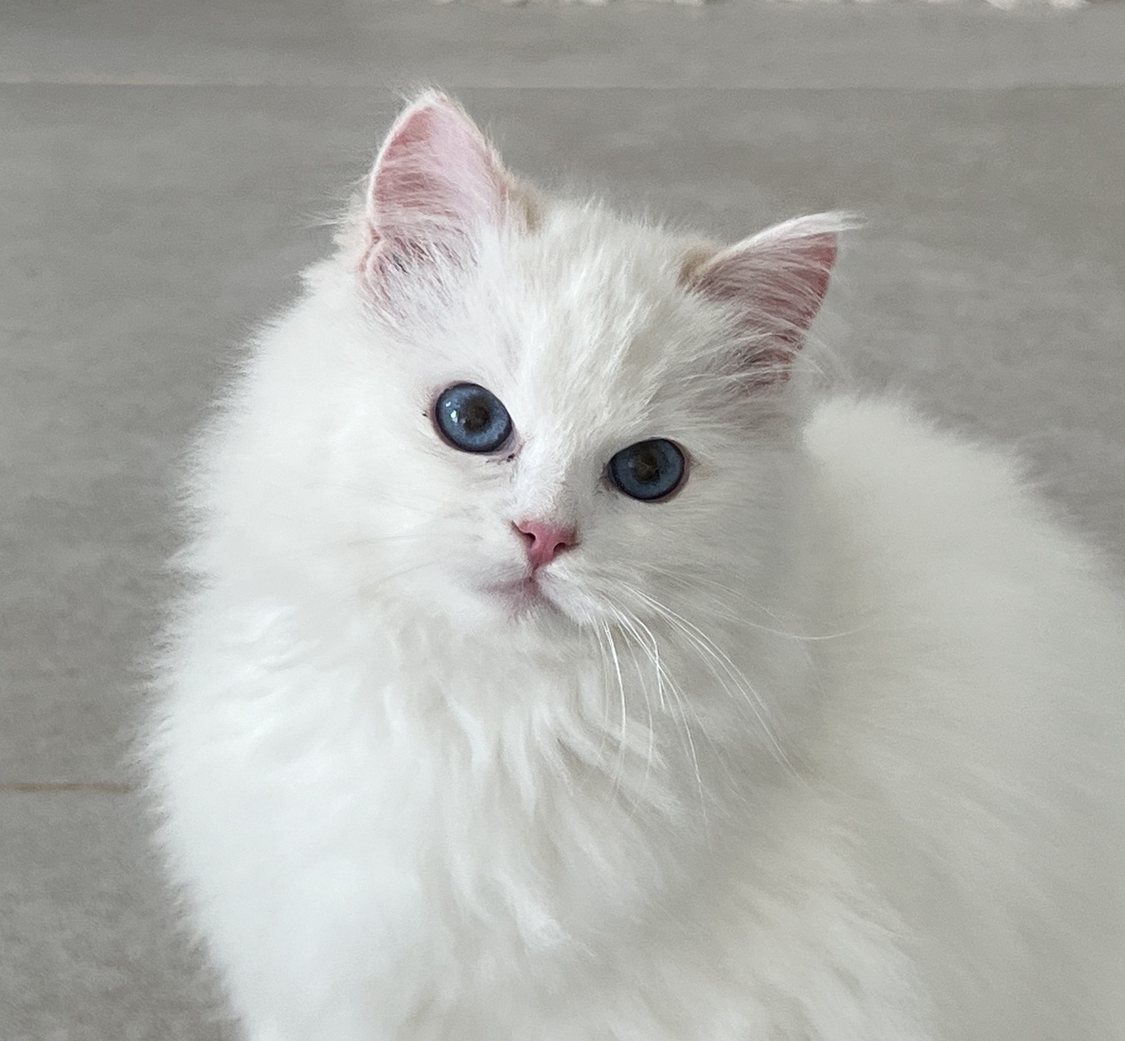 Murphy（还没绝育） 照片 1