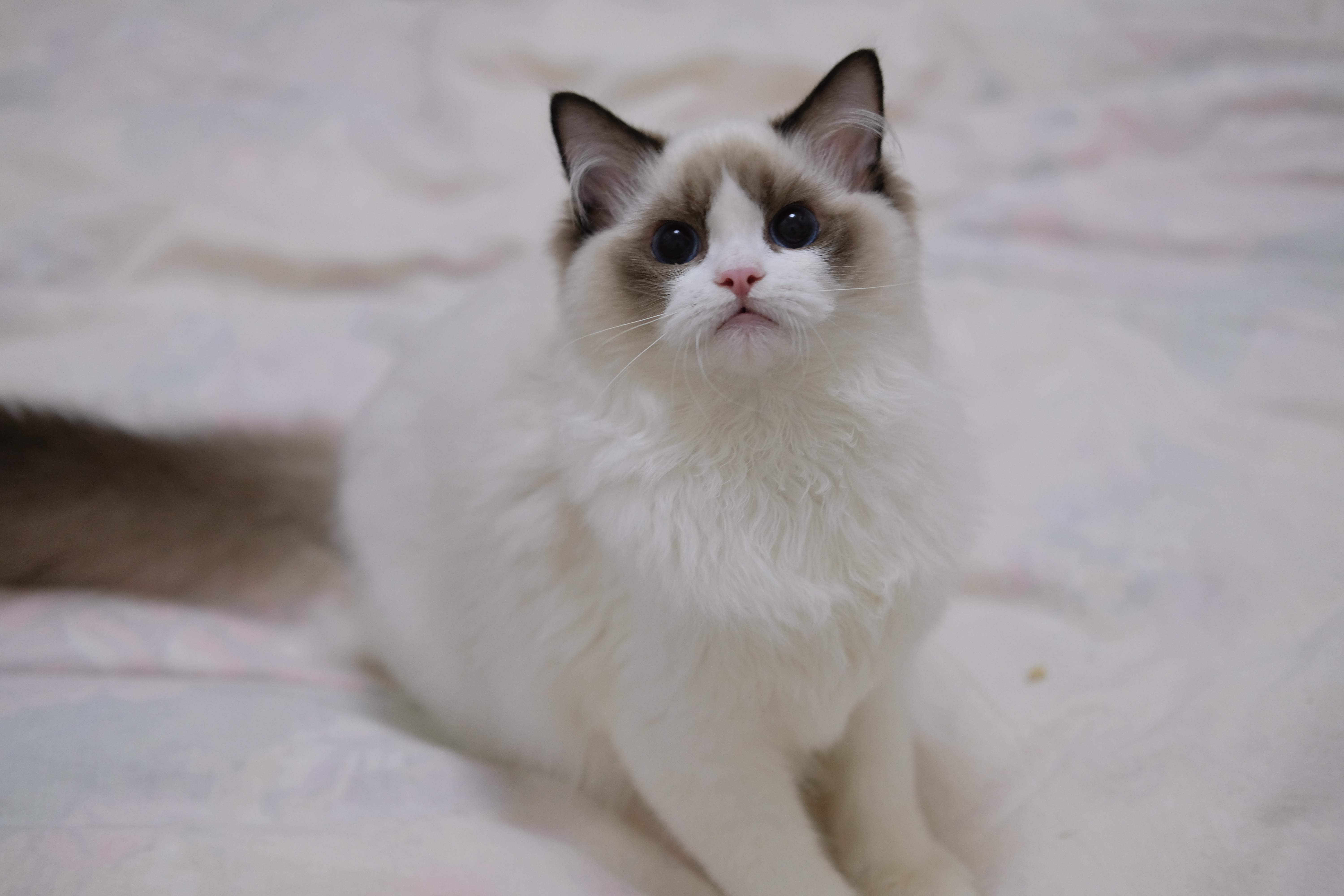 Sella （富养家长可领养）