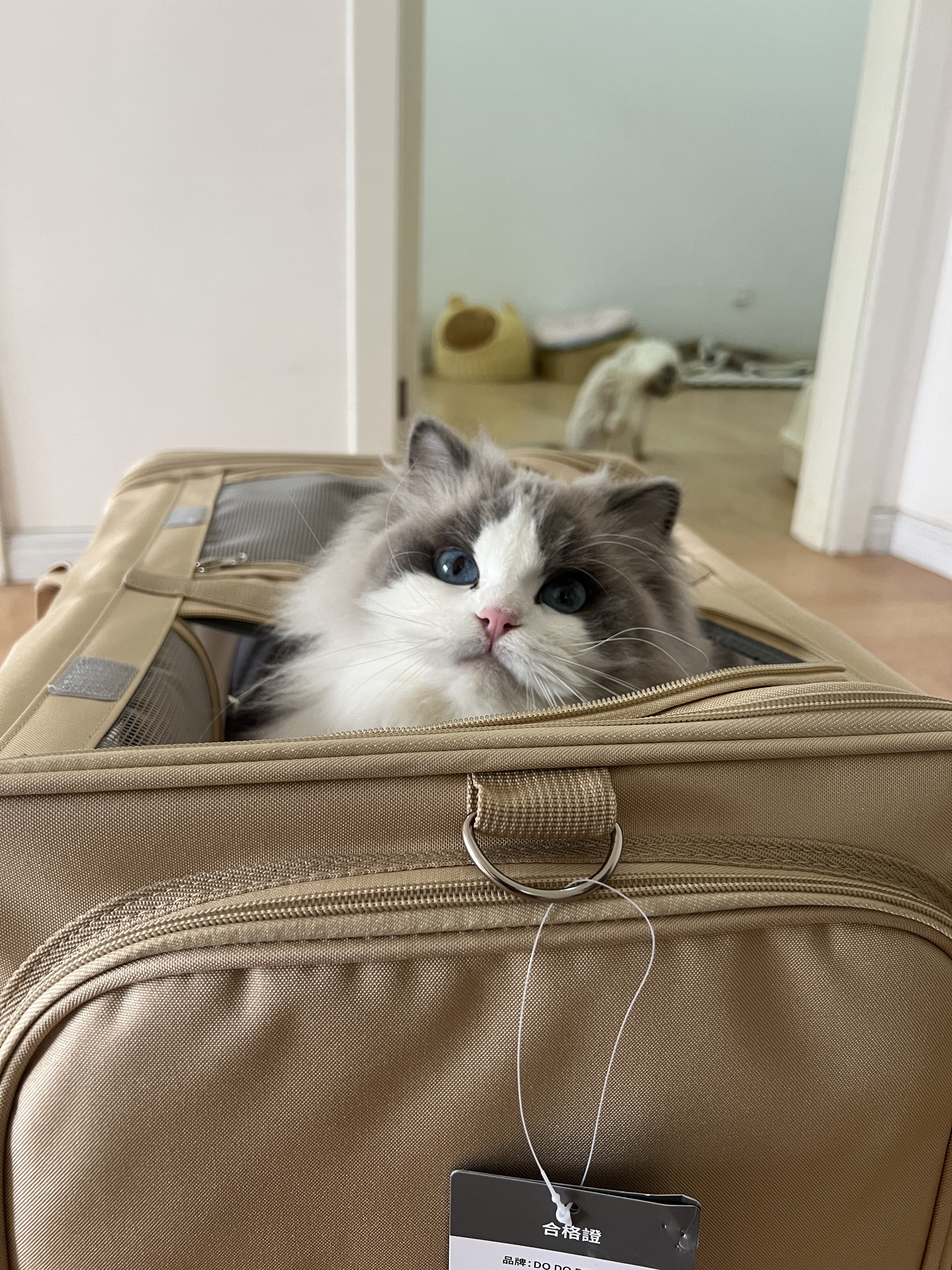 Siri （富养家长可领养） 照片 7