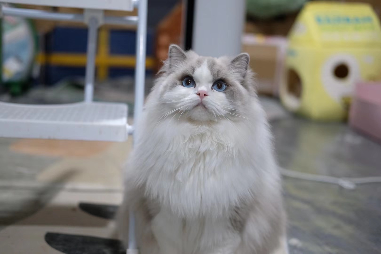 Siri （富养家长可领养） 照片 8