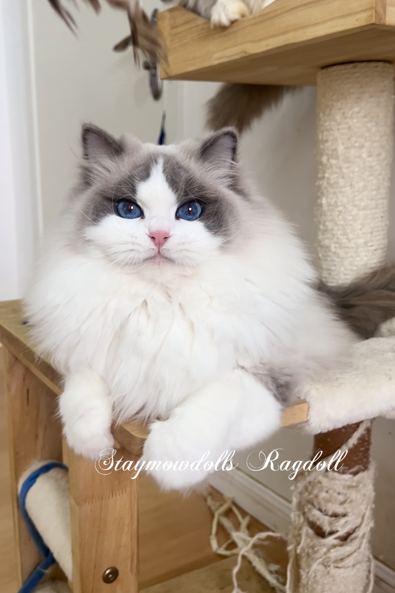 Siri （富养家长可领养） 照片 2