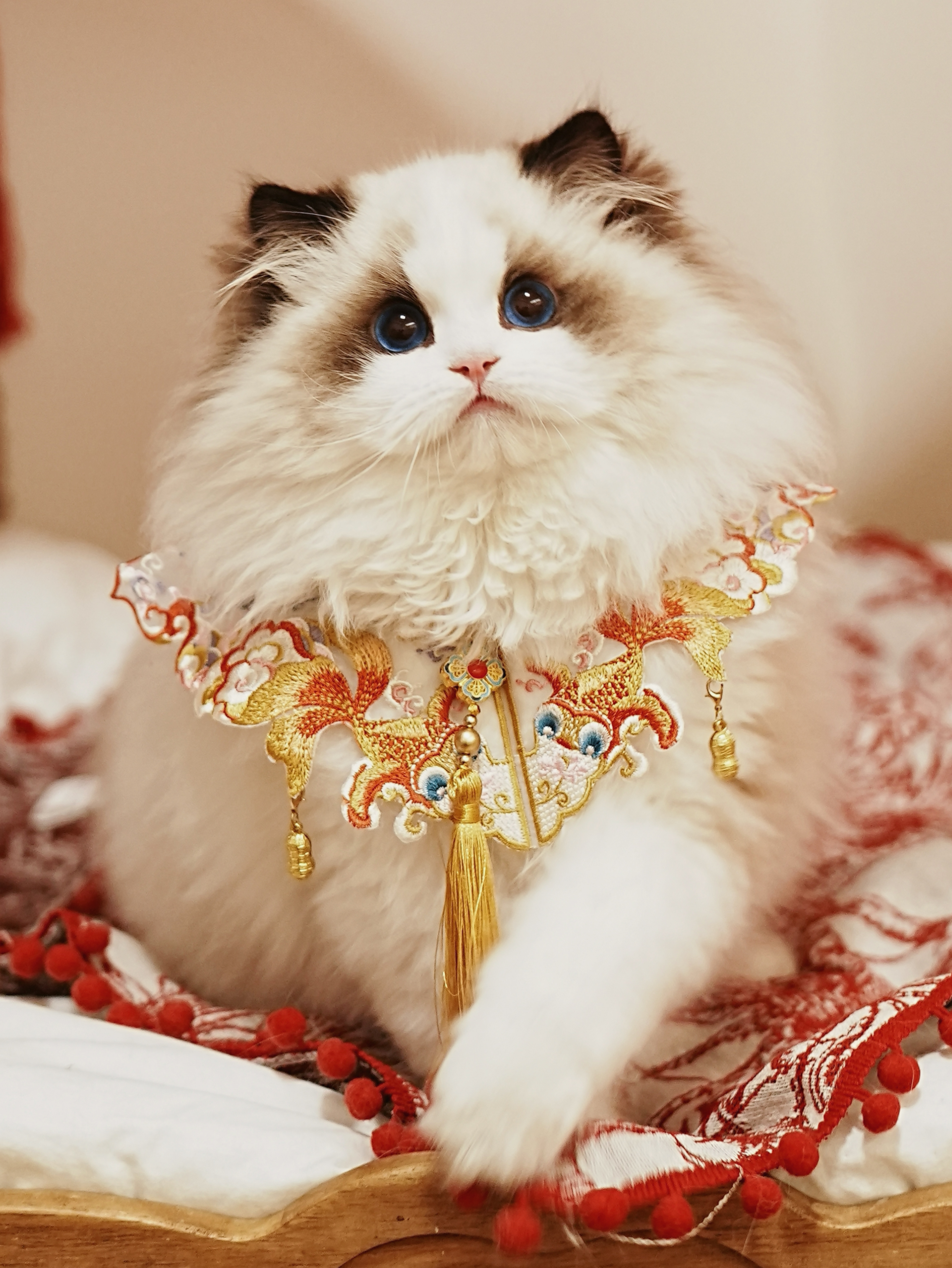 Ori 熊熊