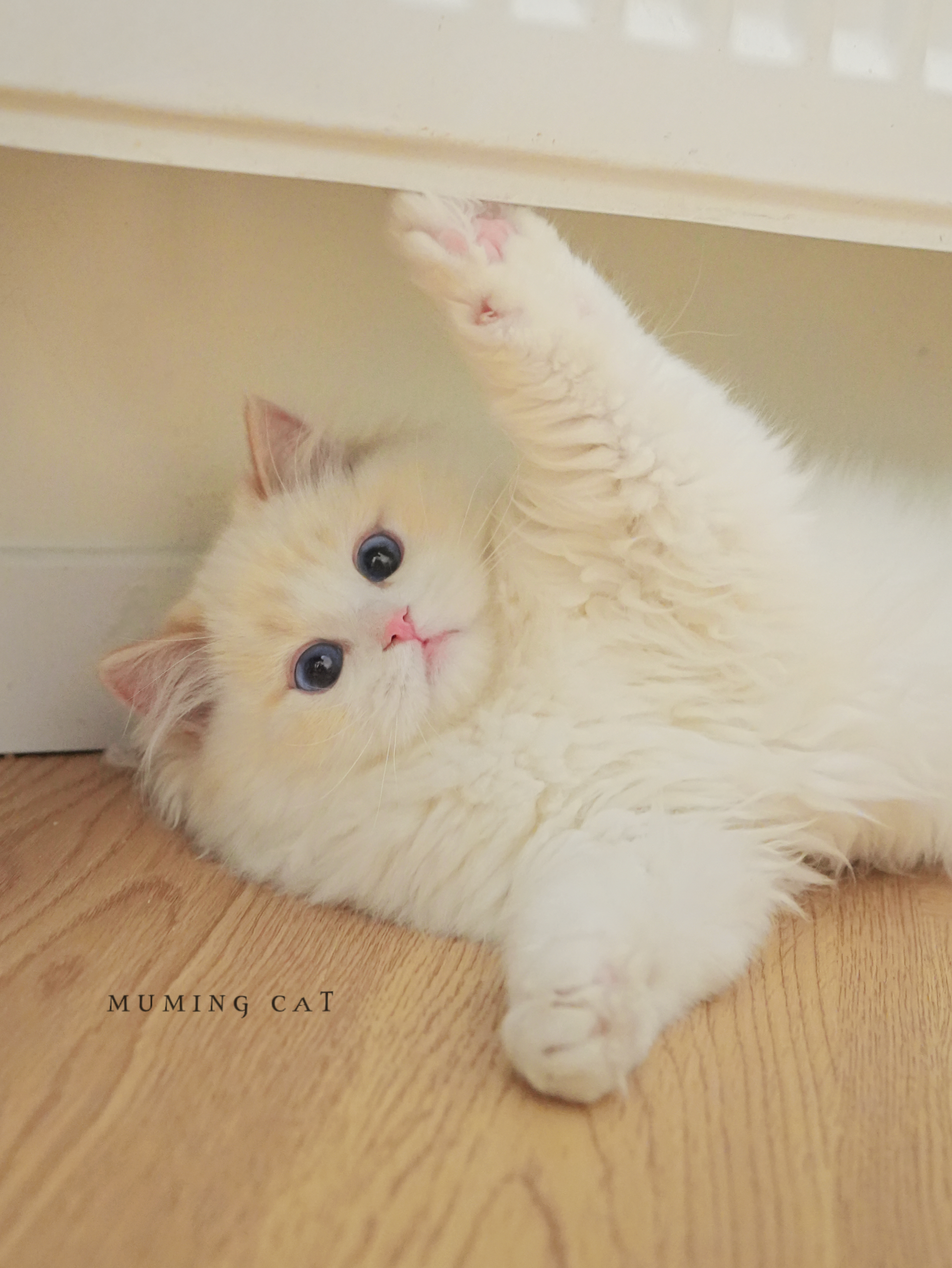 Luna 露娜