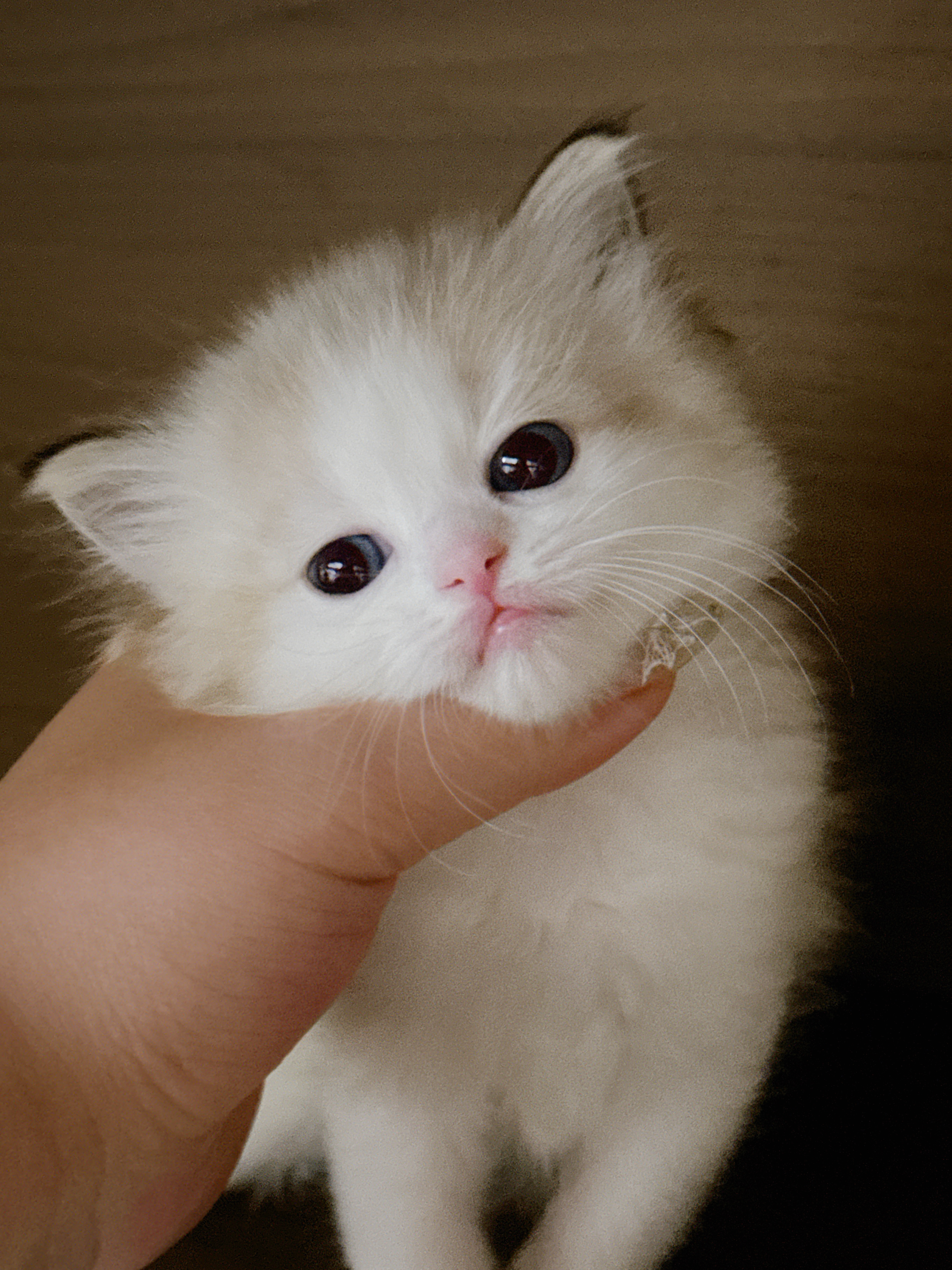 布偶猫舍