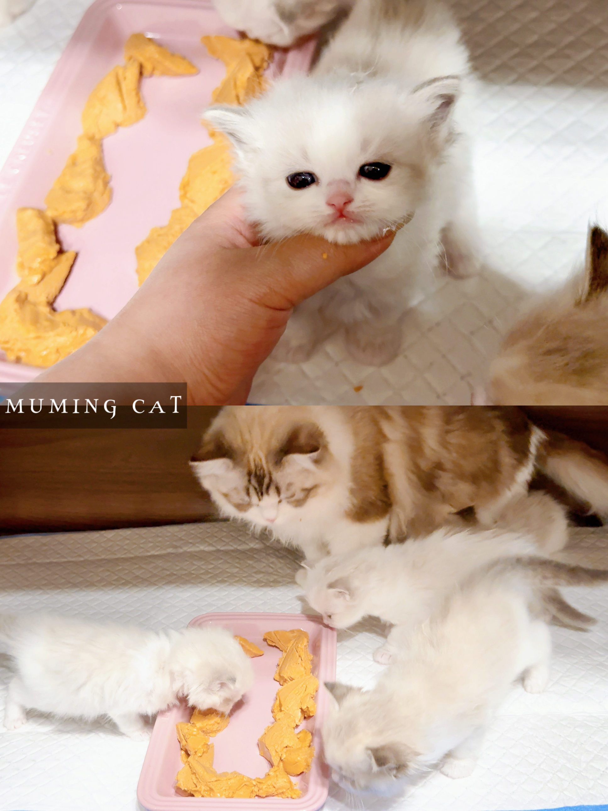 小奶咪们开食啦～