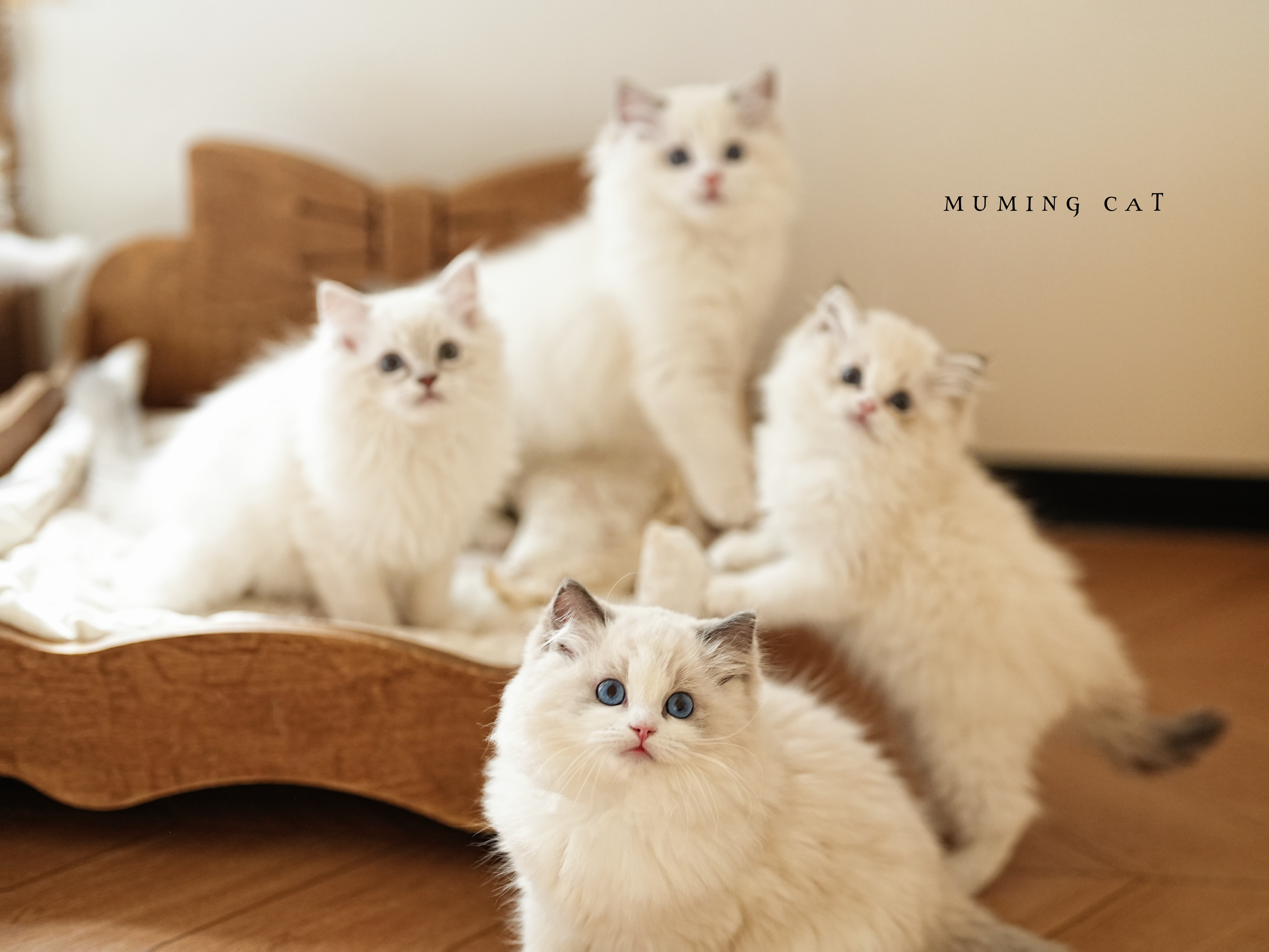 步入尴尬期的小朋友们🐾
期待度过后绽放美丽的它们🥰